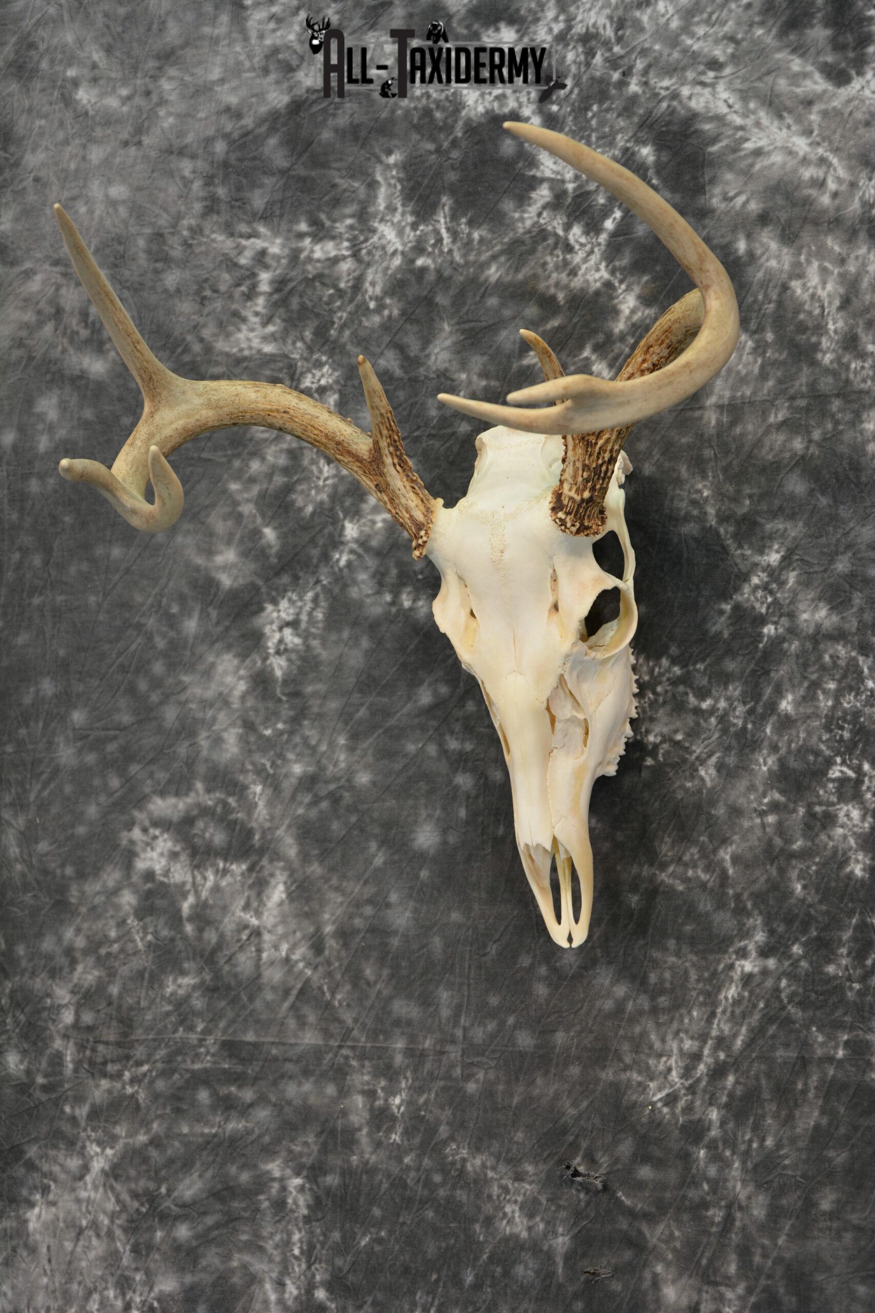 Whitetail Deer European Taxidermy mount for sale SKU 1032 - Image 4