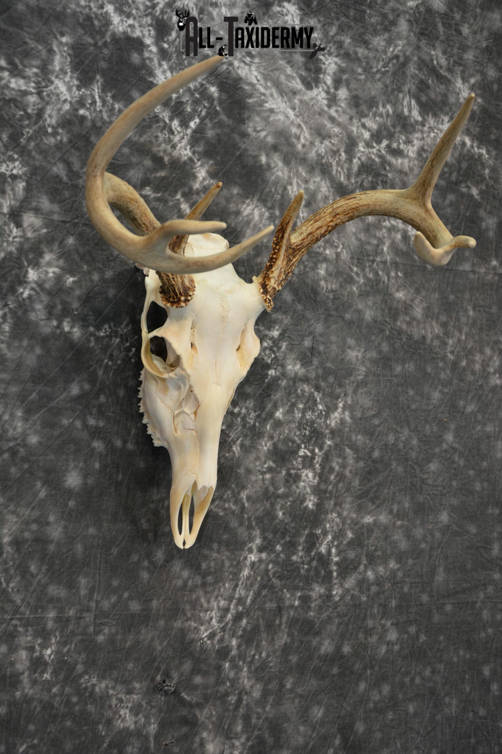 Whitetail Deer European Taxidermy mount for sale SKU 1032 - Image 6