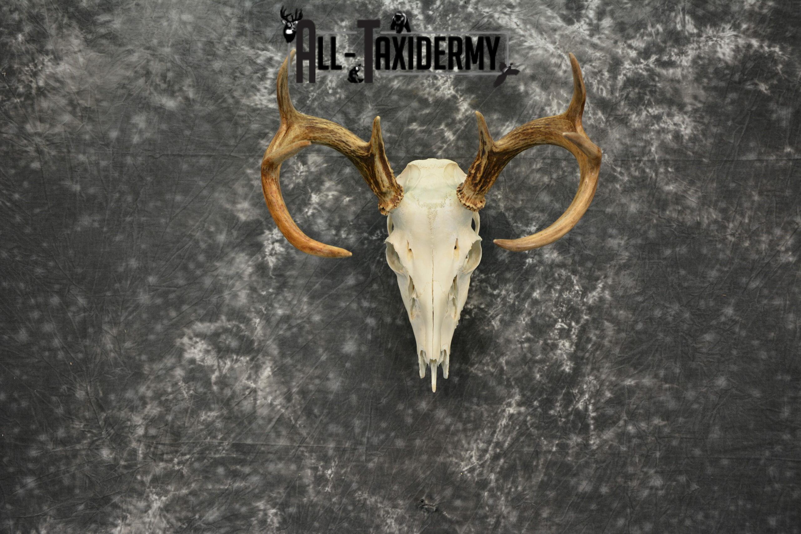 Whitetail Deer European Taxidermy mount for sale SKU 1038 - Image 3