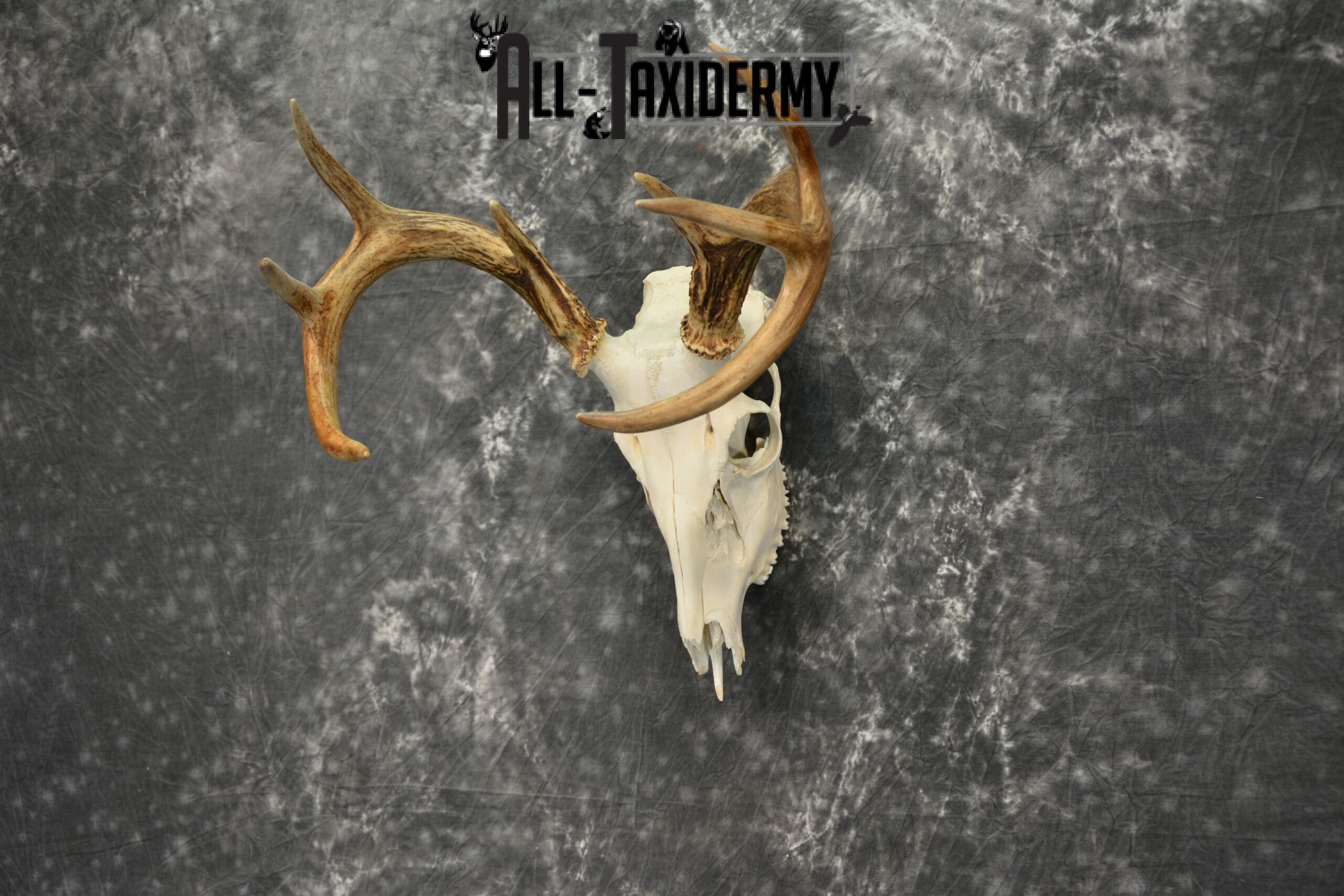 Whitetail Deer European Taxidermy mount for sale SKU 1038 - Image 4