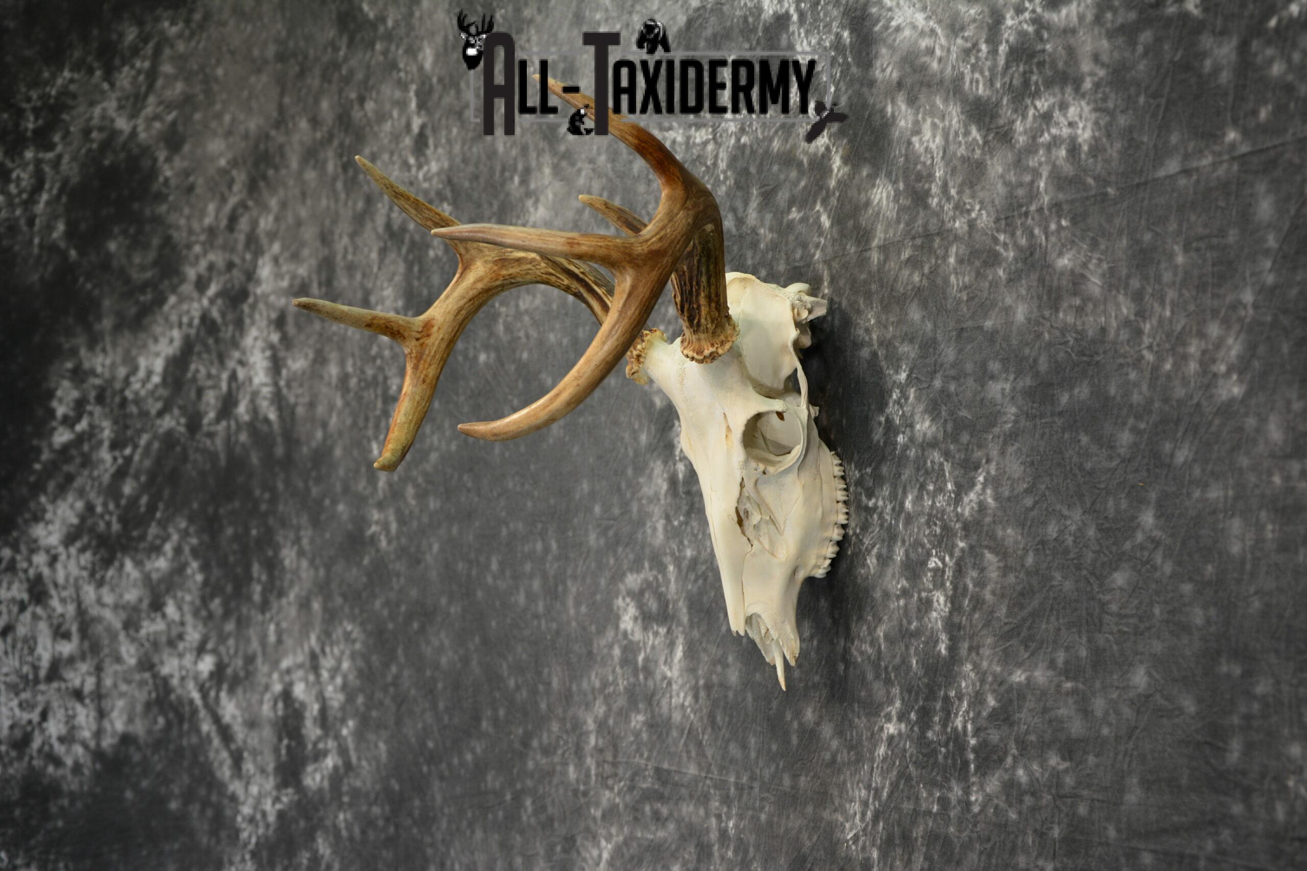 Whitetail Deer European Taxidermy mount for sale SKU 1038 - Image 5