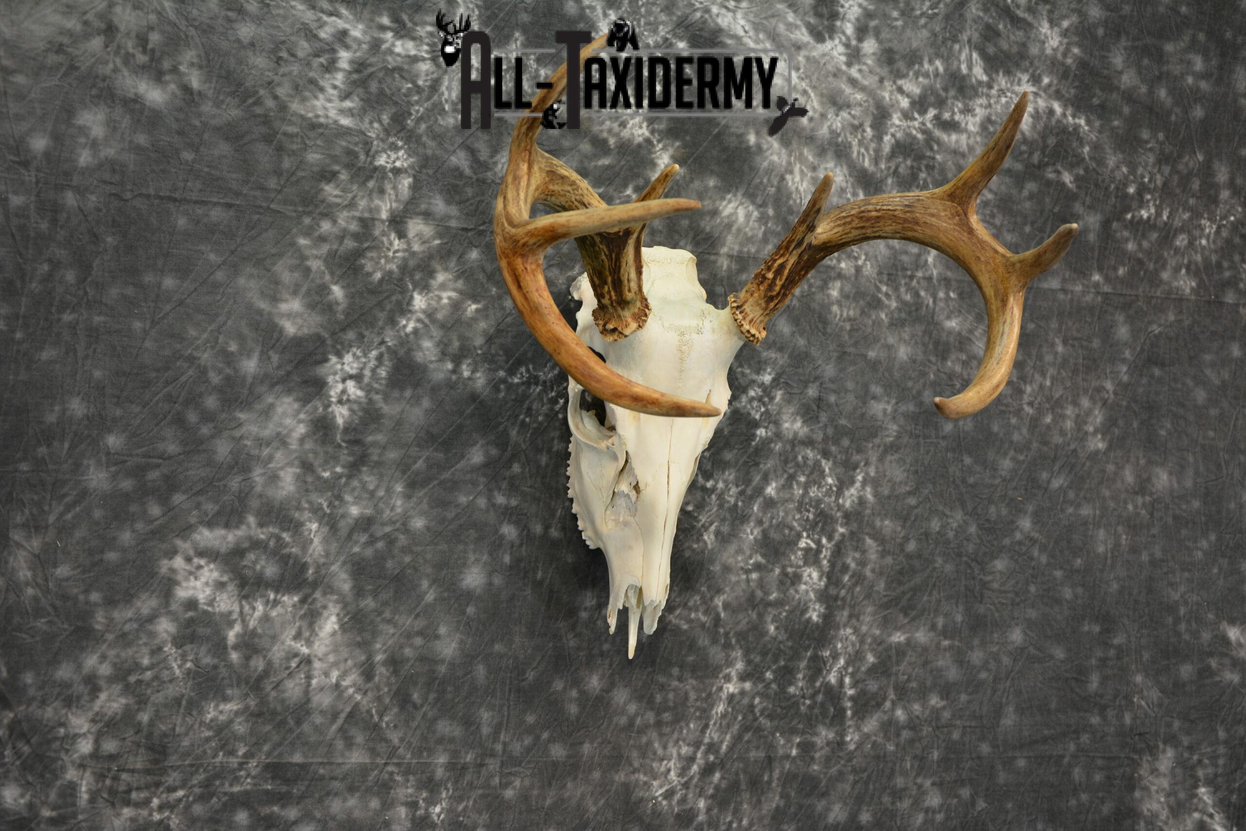 Whitetail Deer European Taxidermy mount for sale SKU 1038 - Image 6