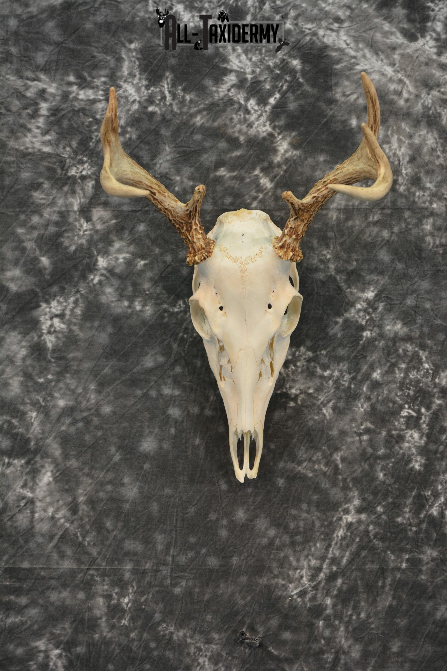 Whitetail Deer European Taxidermy mount for sale SKU 1033 - Image 3