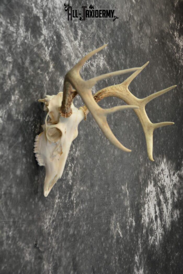 European mount taxidermy