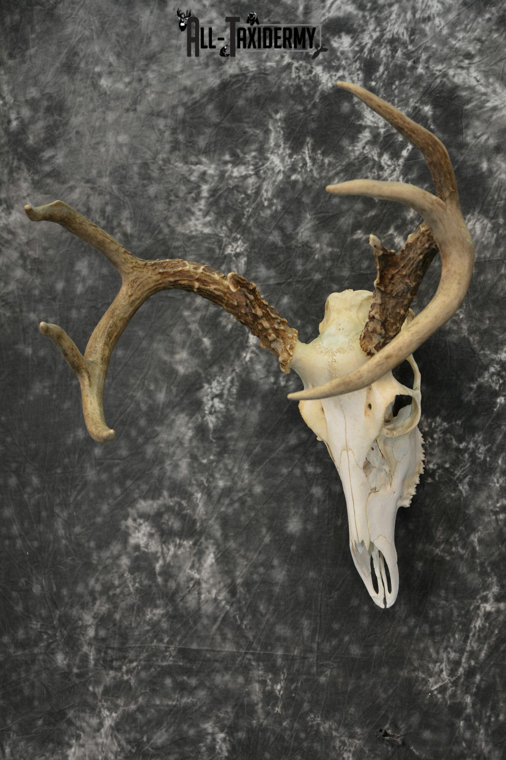 Whitetail Deer European Taxidermy mount for sale SKU 1035 - Image 2