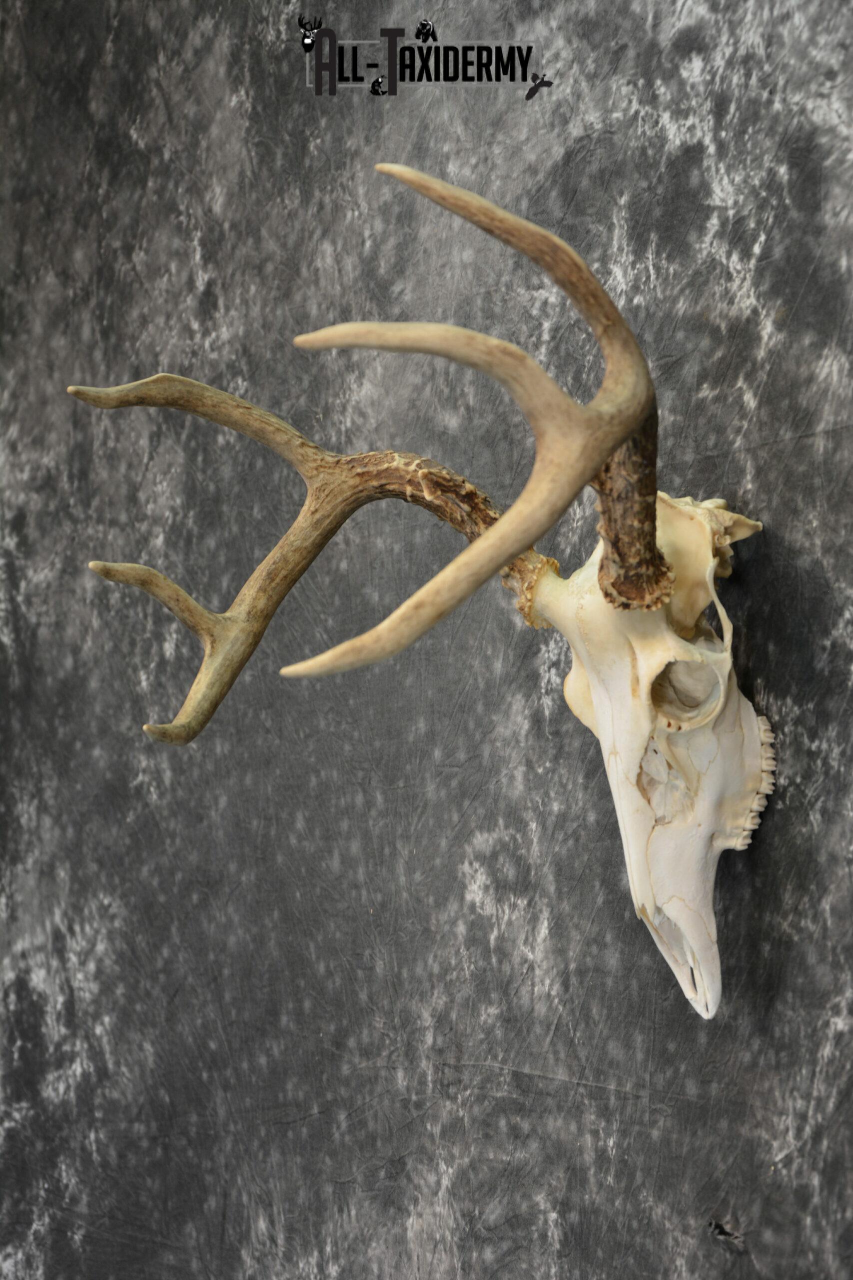 Whitetail Deer European Taxidermy mount for sale SKU 1035 - Image 3