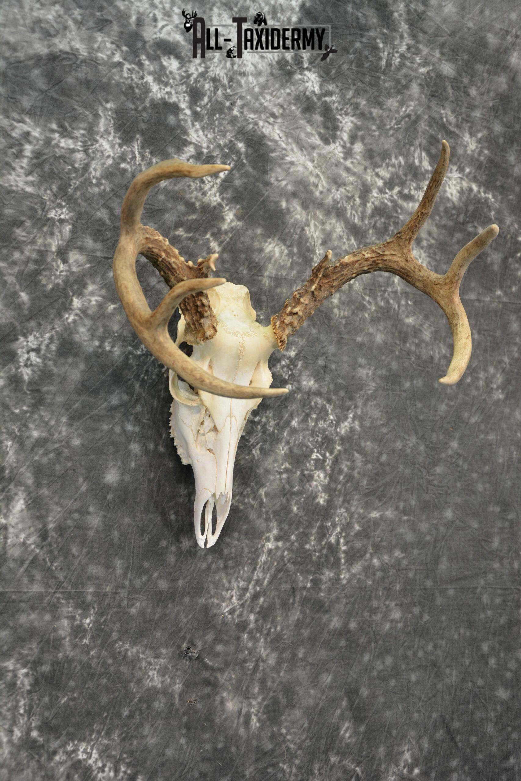 Whitetail Deer European Taxidermy mount for sale SKU 1035 - Image 4