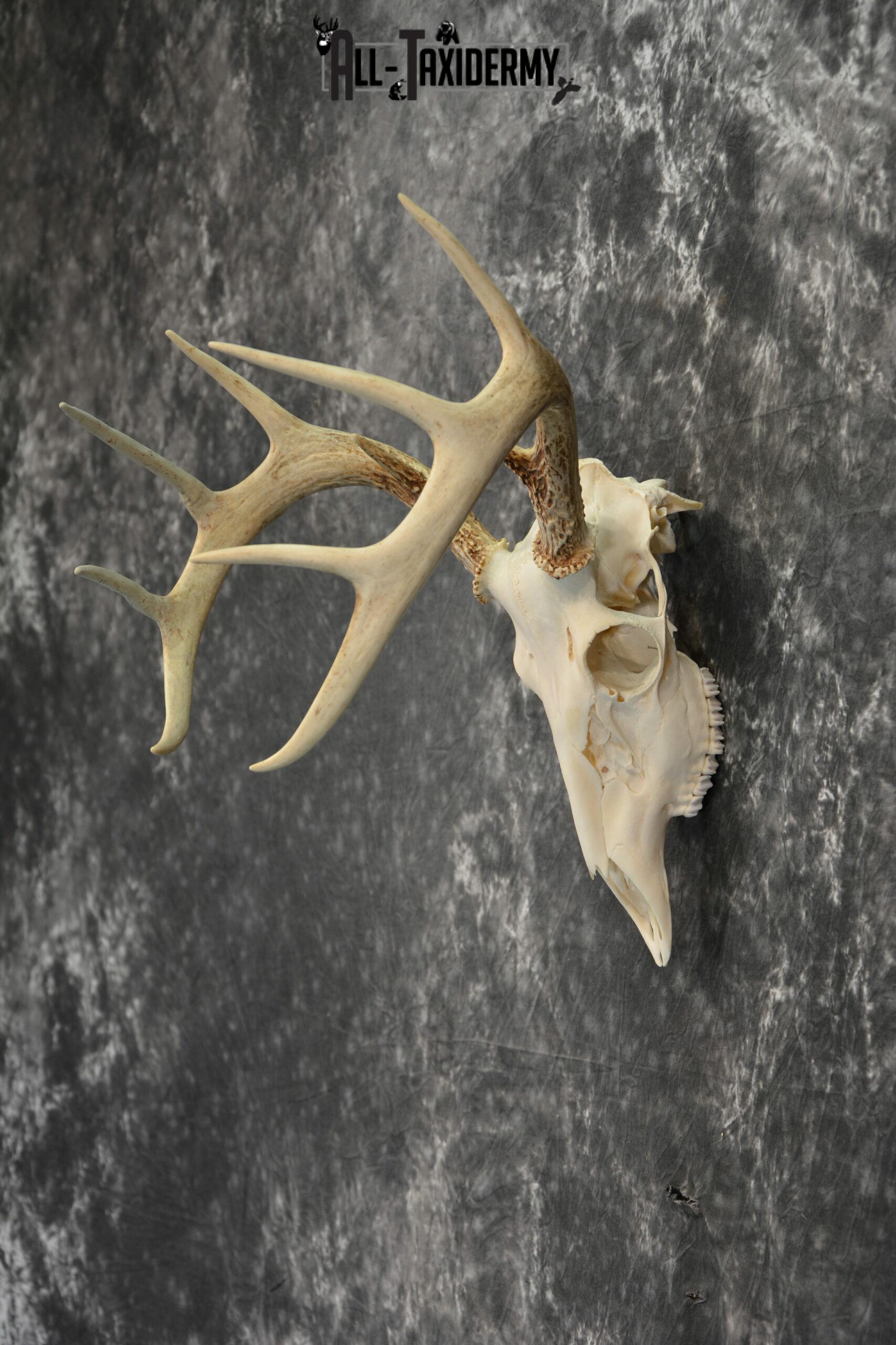 Whitetail Deer European Taxidermy mount for sale SKU 1034 - Image 5