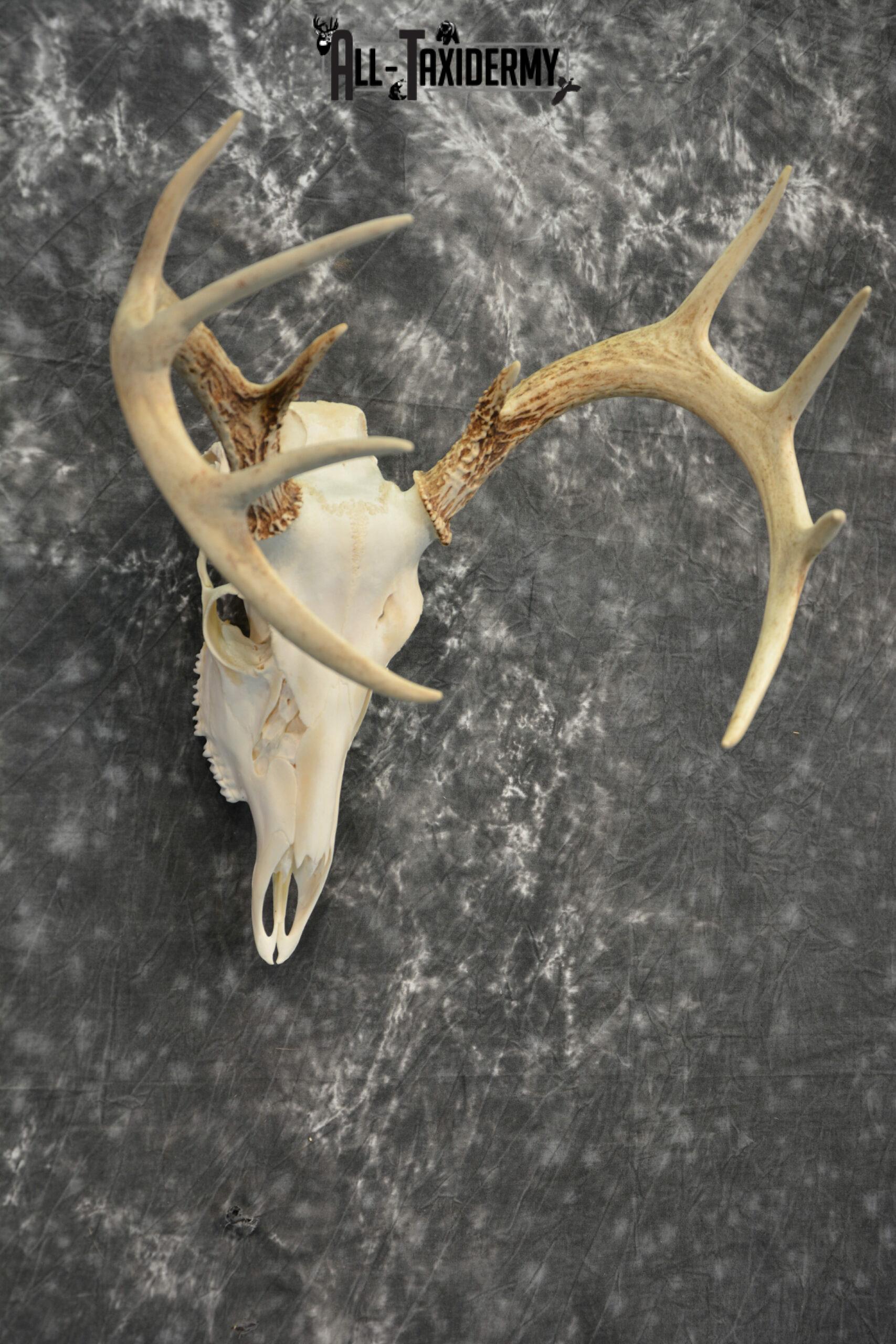 Whitetail Deer European Taxidermy mount for sale SKU 1034 - Image 6