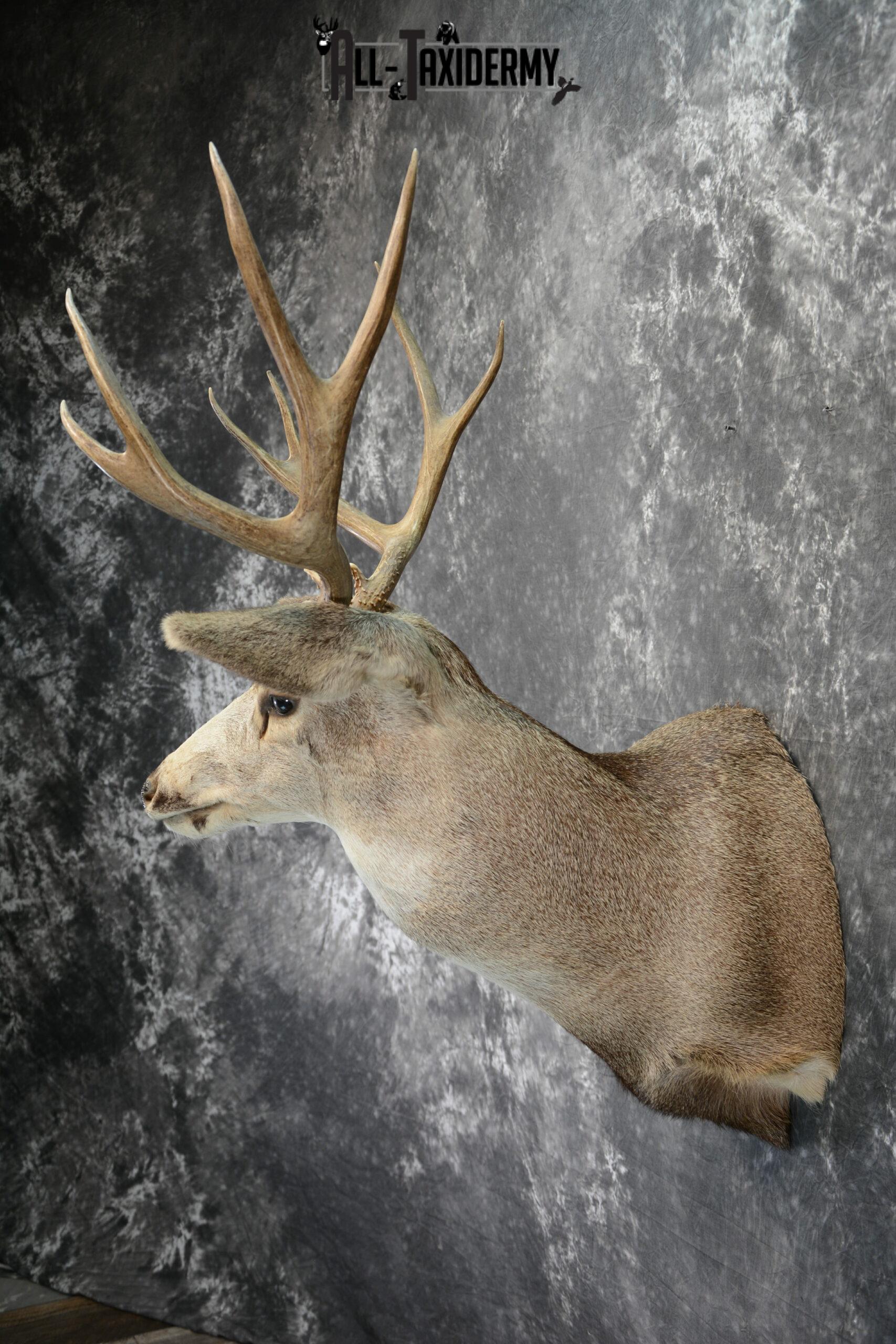 Mule Deer Taxidermy for Sale SKU 1078 - Image 3