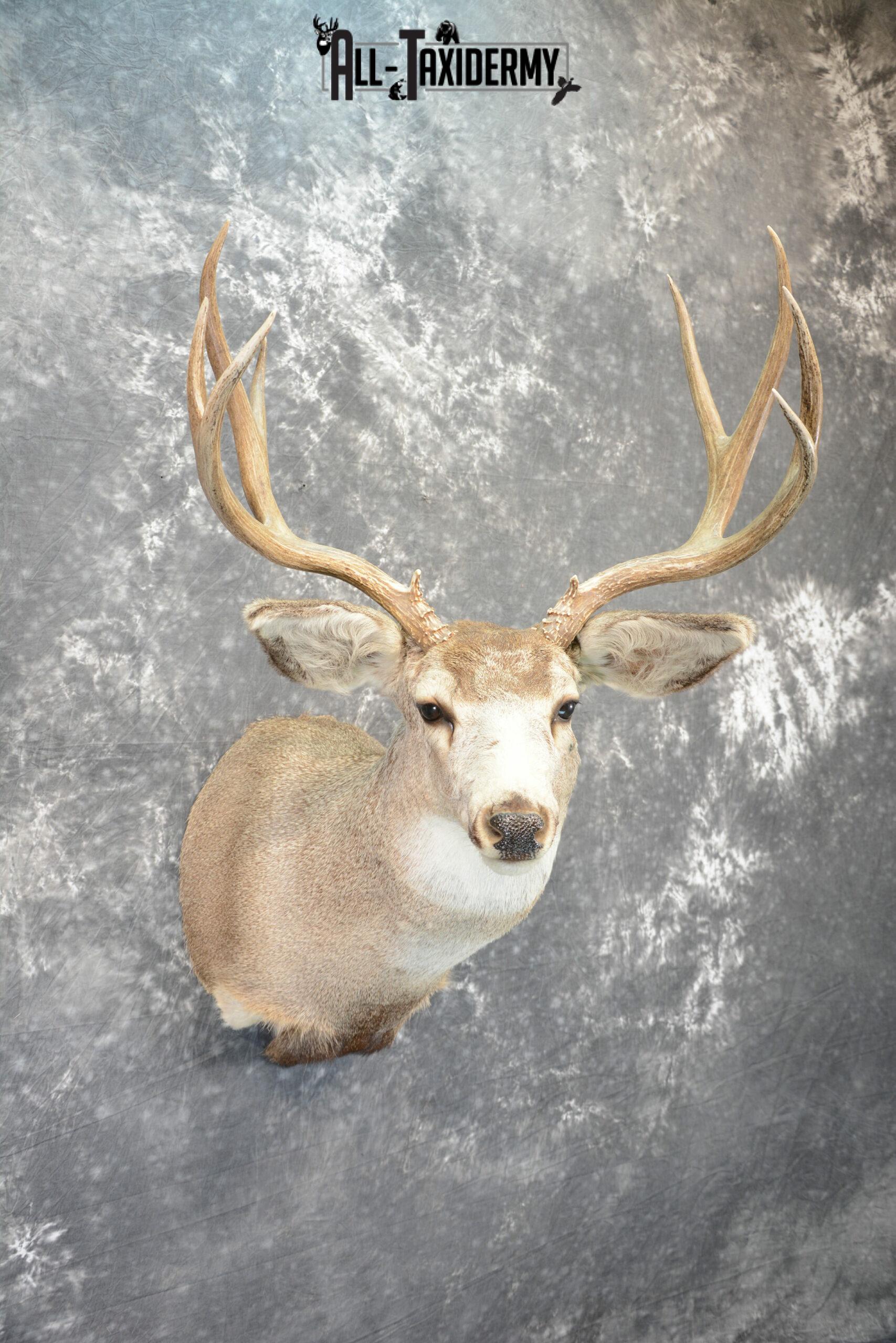Mule Deer Taxidermy for Sale SKU 1078 - Image 4