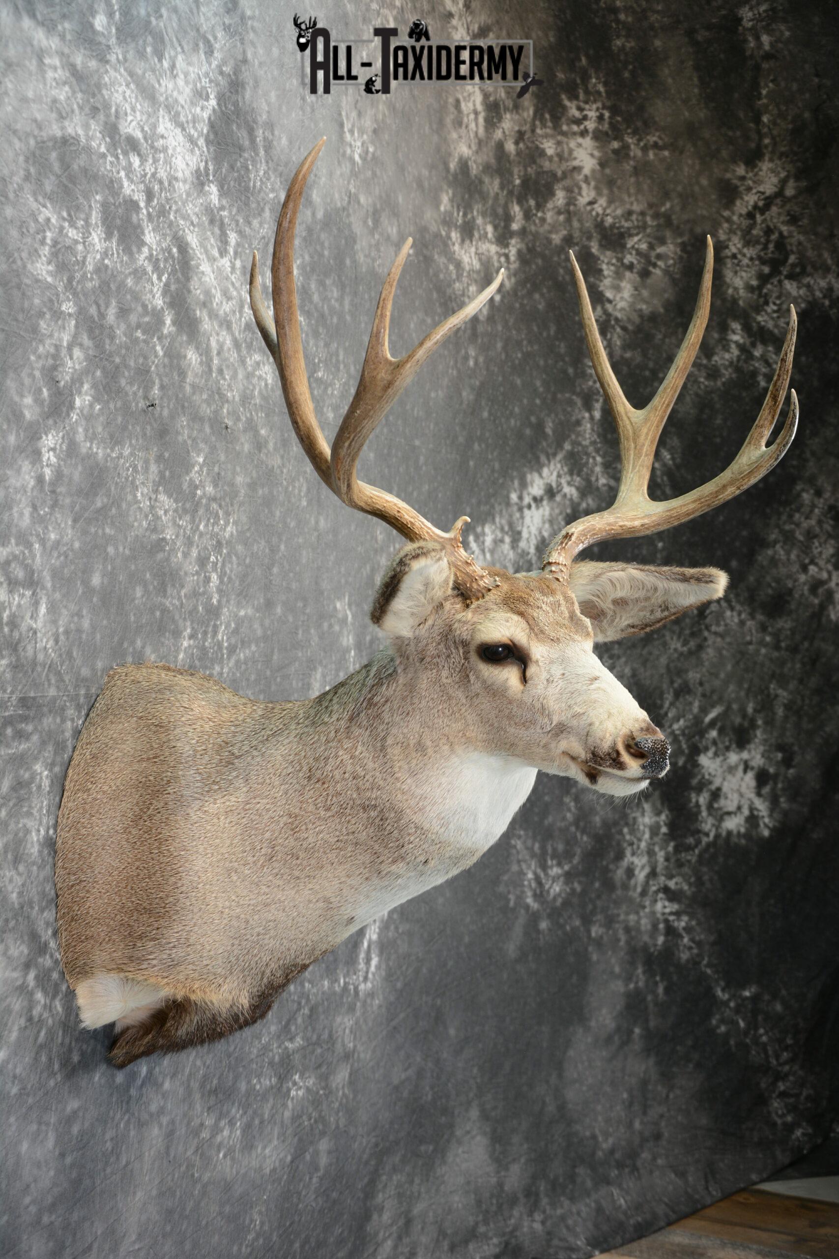Full Sneak Mule Deer