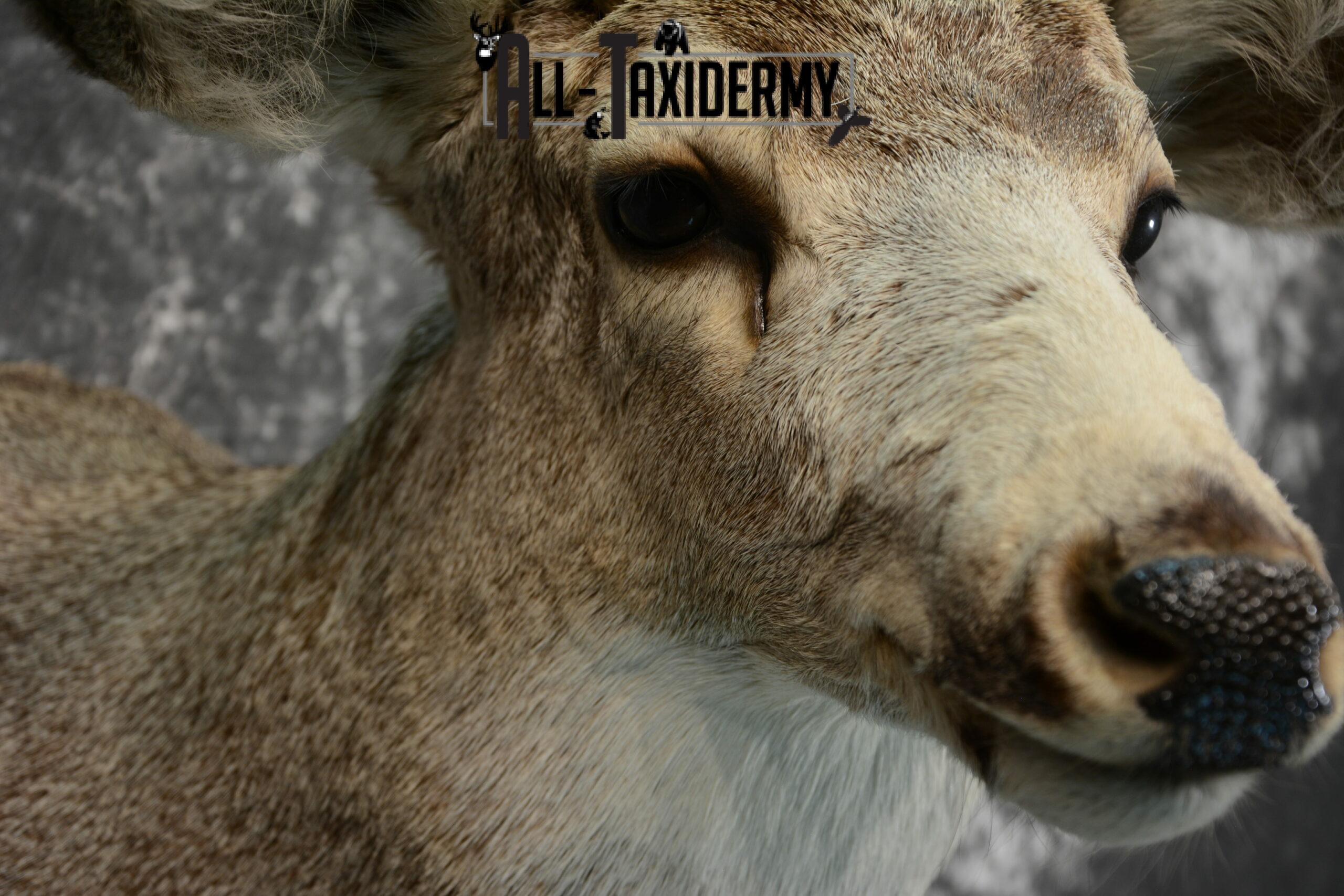 Mule Deer Taxidermy for Sale SKU 1078 - Image 6