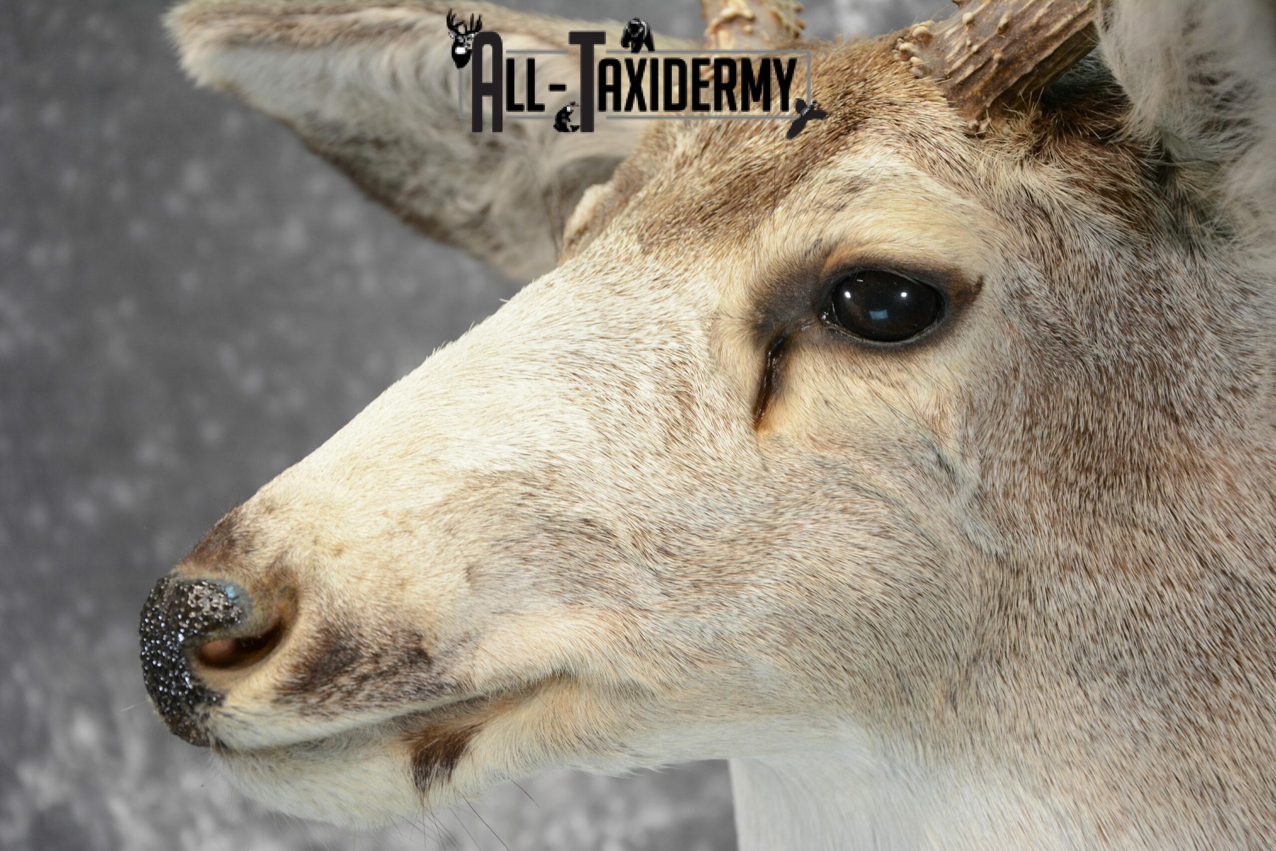 Mule Deer Taxidermy for Sale SKU 1078 - Image 7