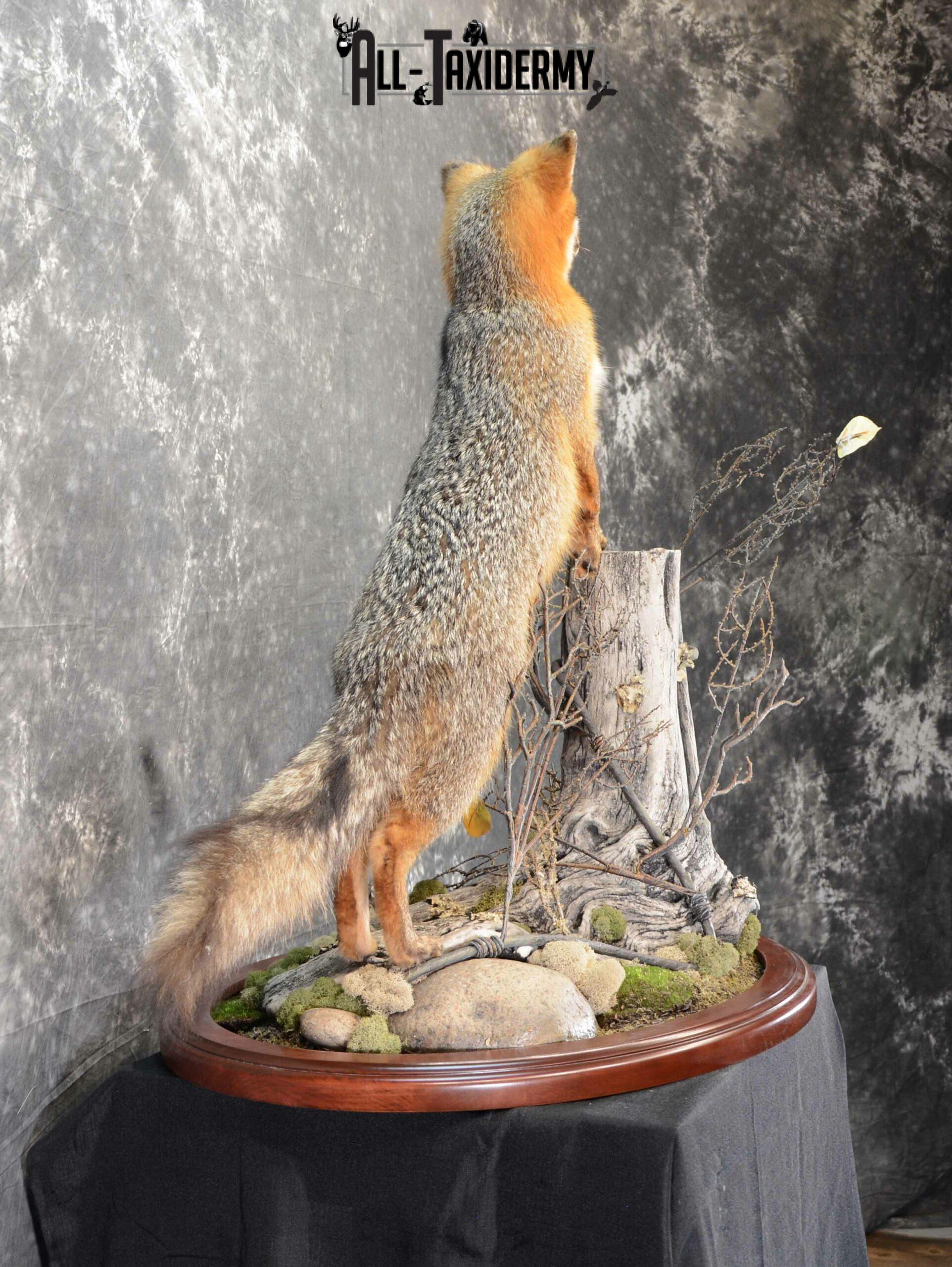 gray fox mount