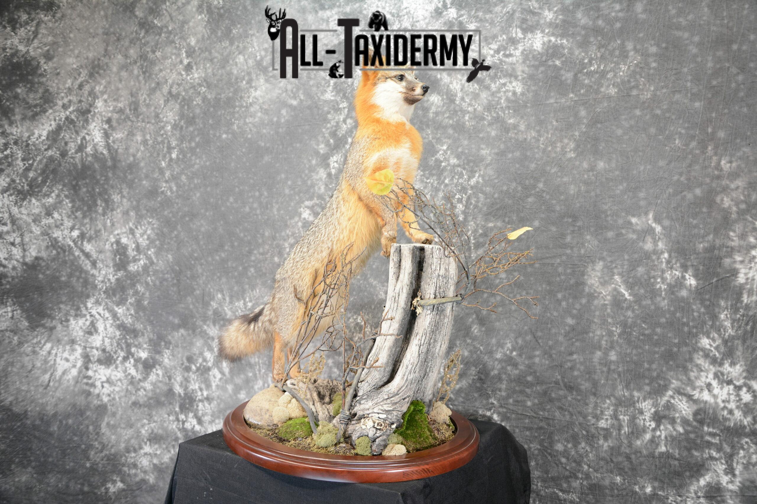 Gray Fox Taxidermy for Sale SKU 1062 - Image 3