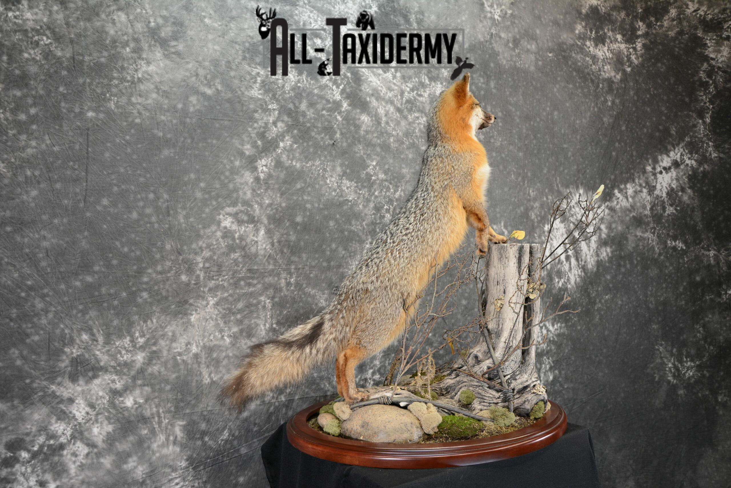 Gray Fox Taxidermy for Sale SKU 1062 - Image 5