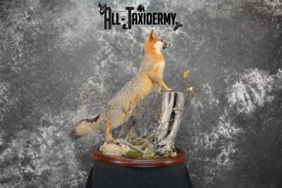 gray fox mount