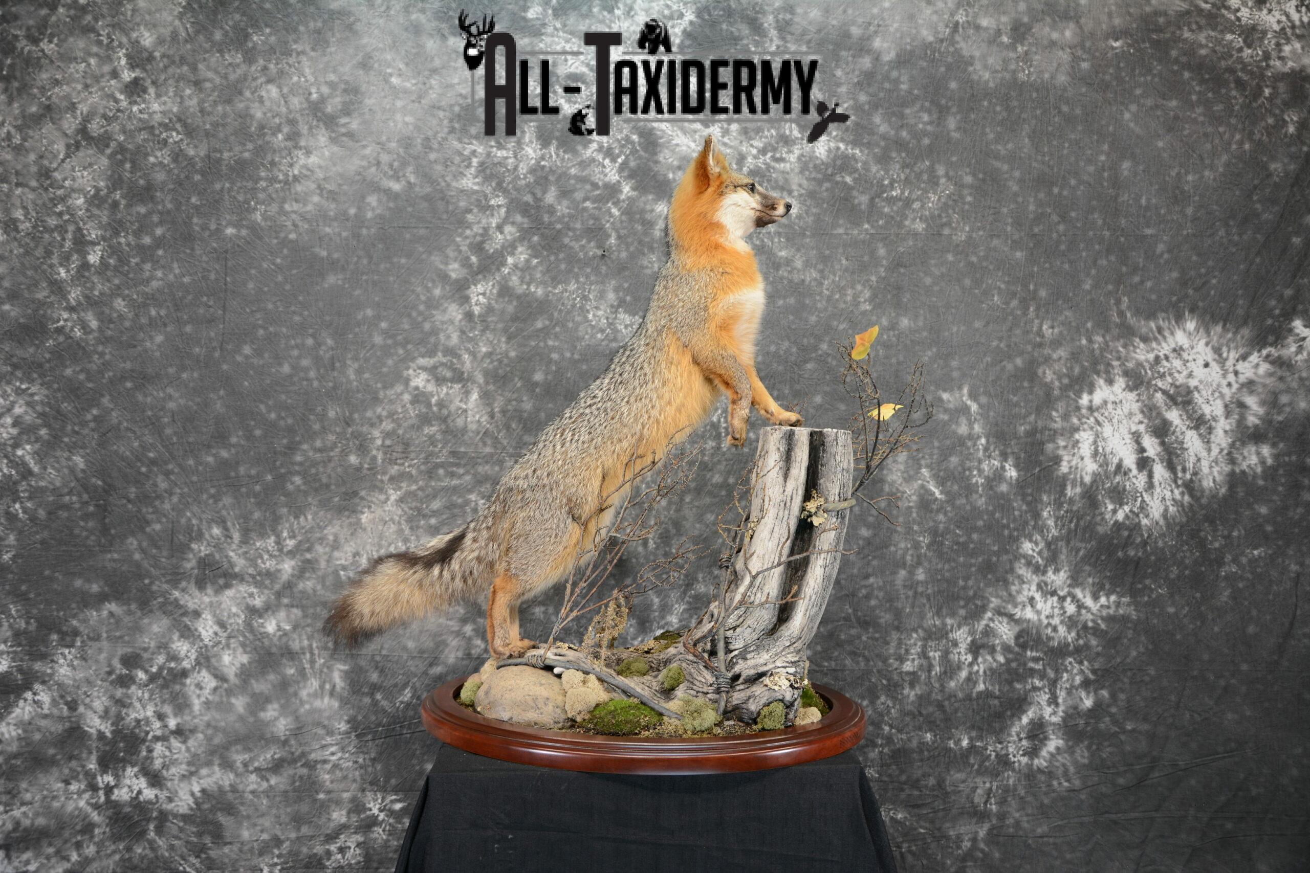gray fox mount