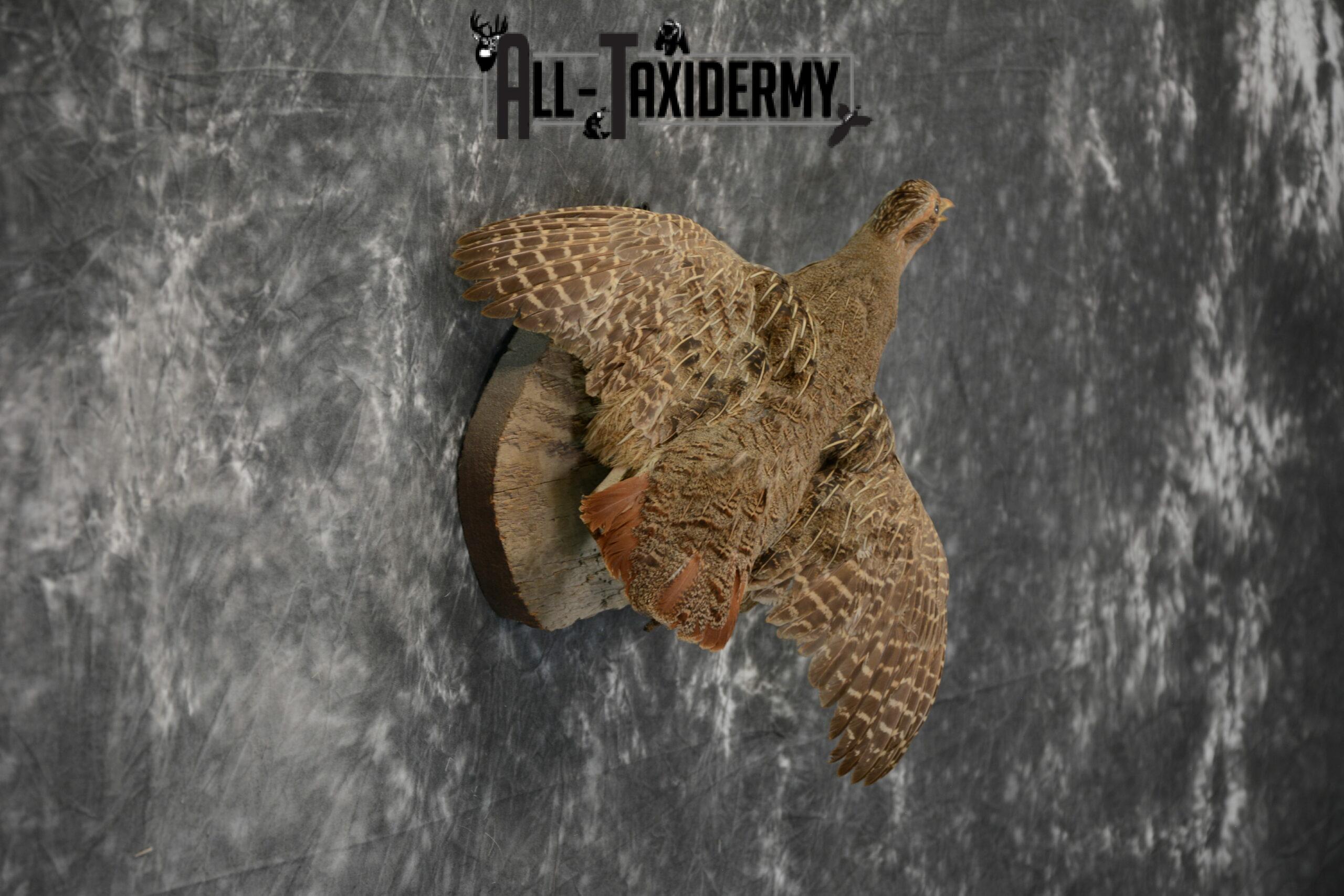 hungarian grey partridge mount