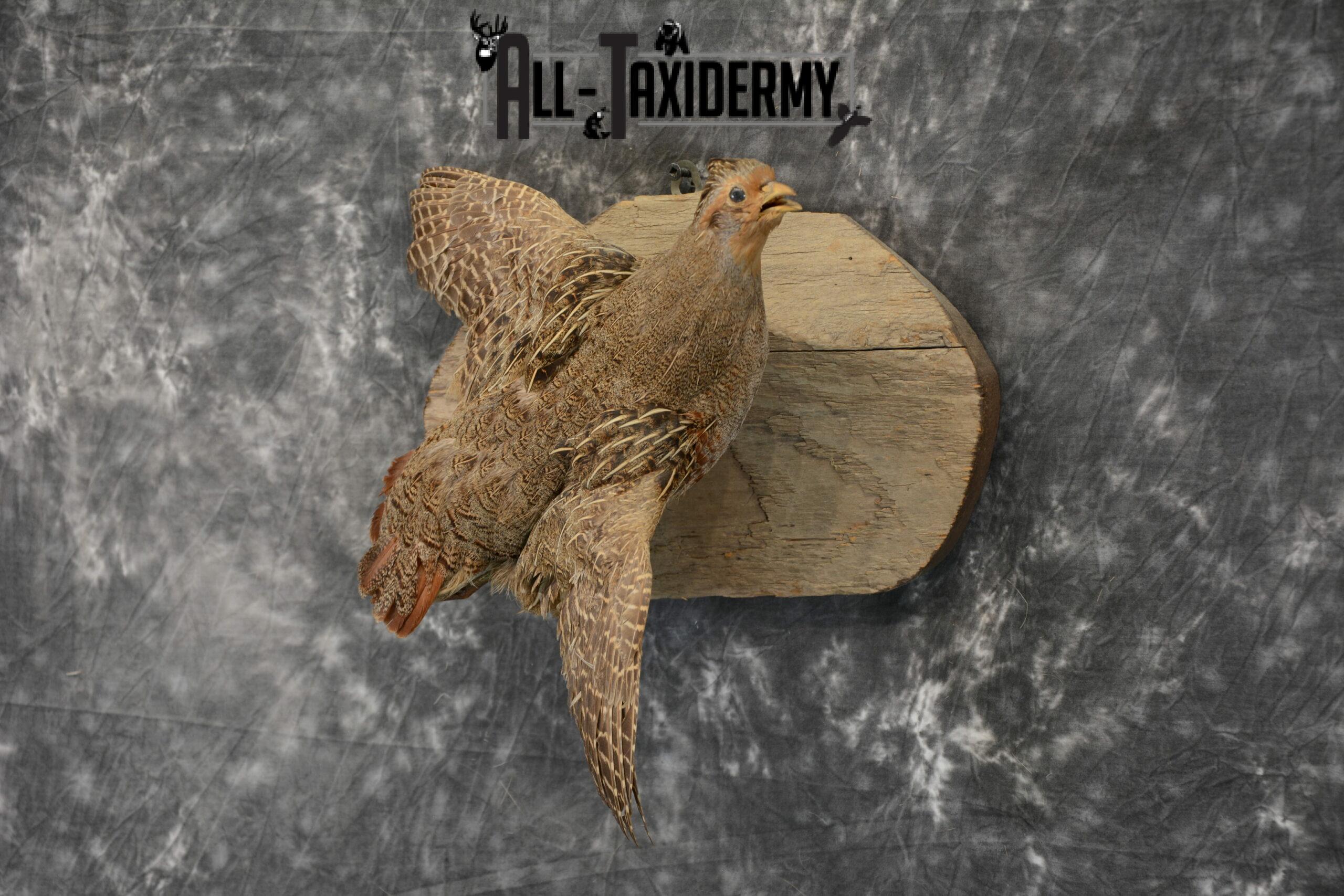 Hungarian Grey Partridge taxidermy for Sale SKU 1097 - Image 3