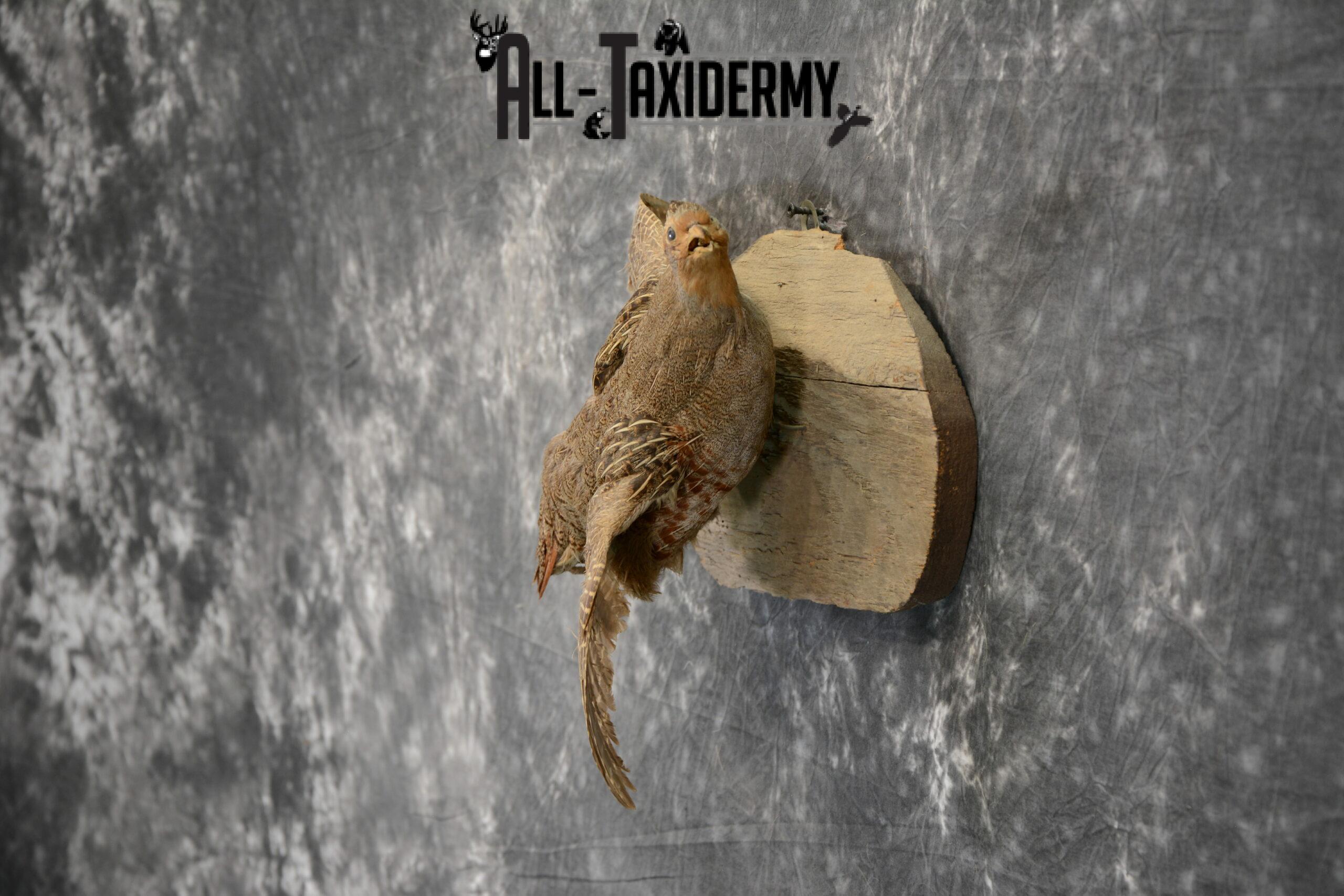 Hungarian Grey Partridge taxidermy for Sale SKU 1097 - Image 4
