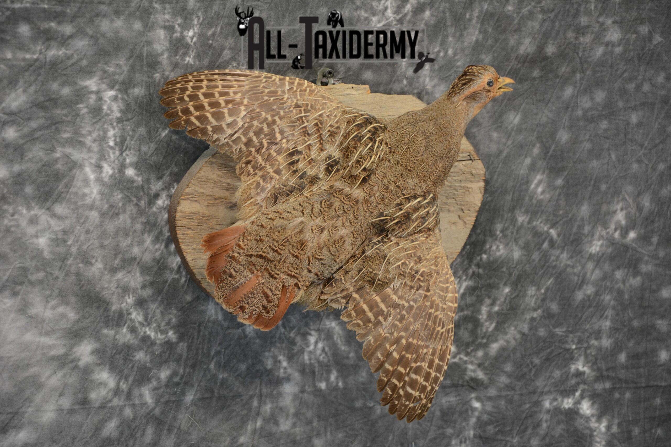Hungarian Grey Partridge taxidermy for Sale SKU 1097 - Image 5