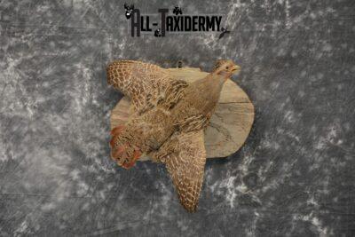 Hungarian grey partridge mount
