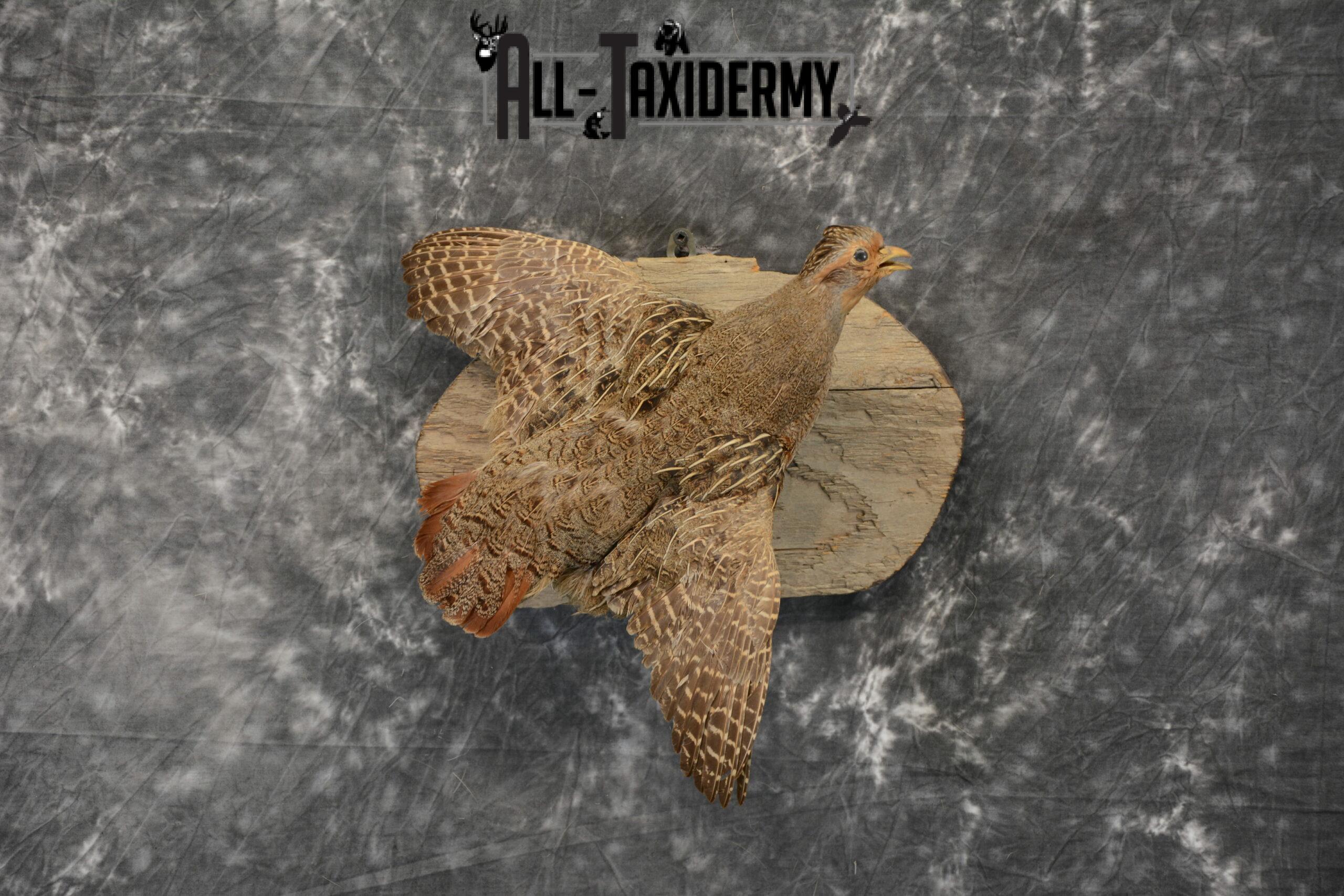Hungarian grey partridge mount