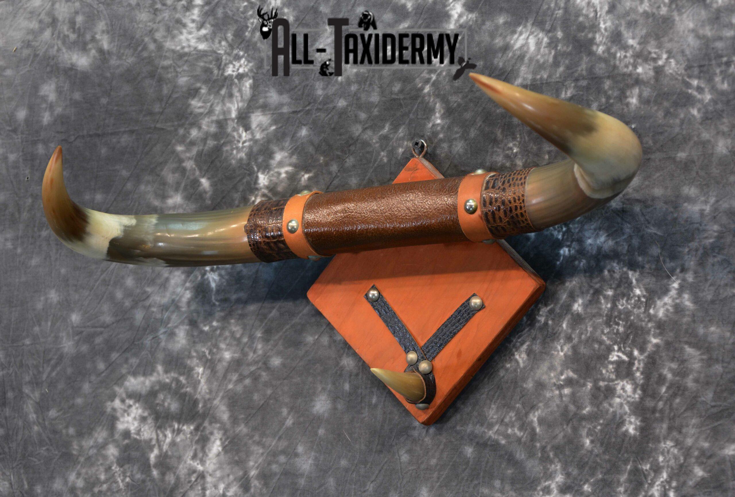 Longhorn bull taxidermy for sale SKU 1134 - Image 2