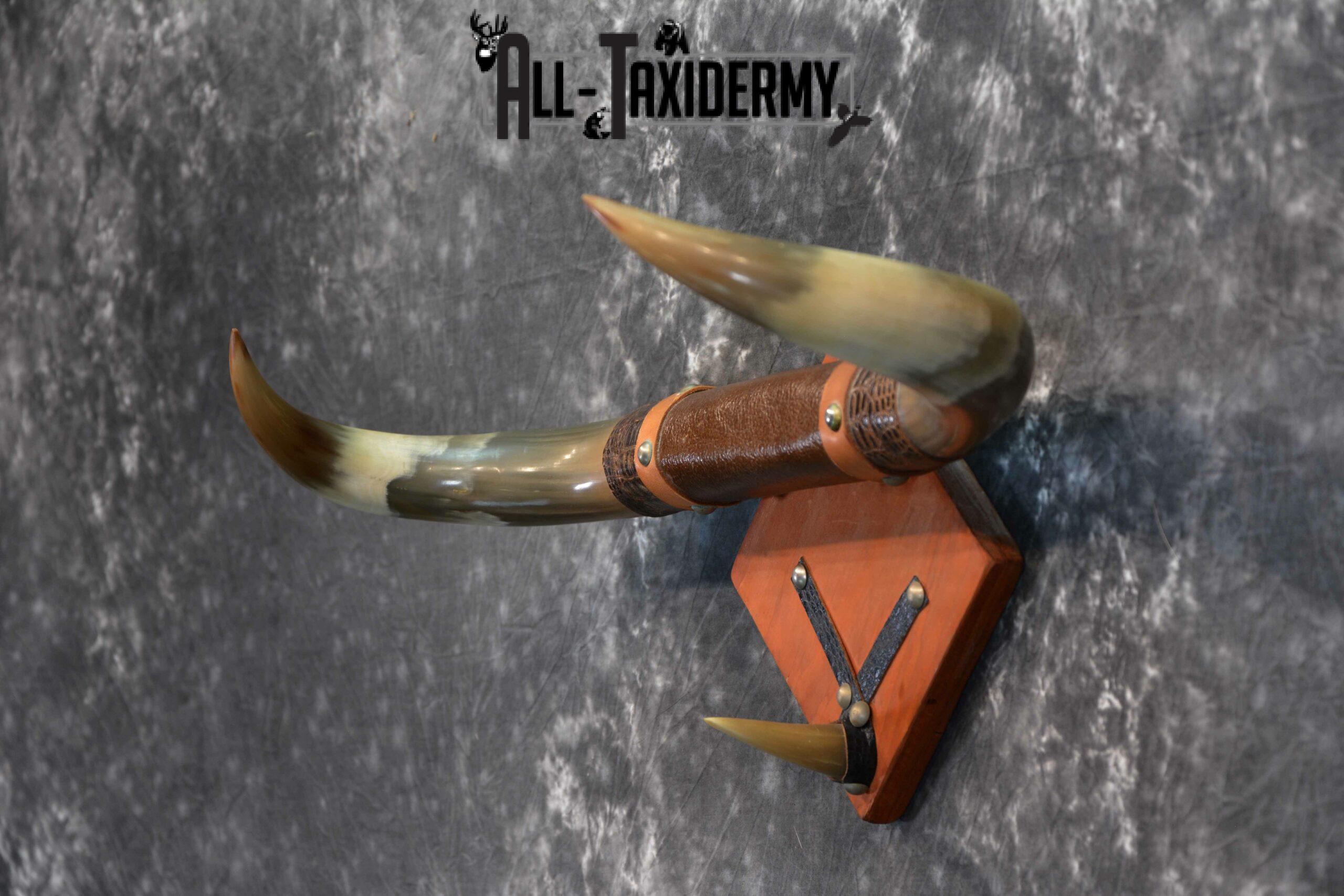 Longhorn bull taxidermy for sale SKU 1134 - Image 4
