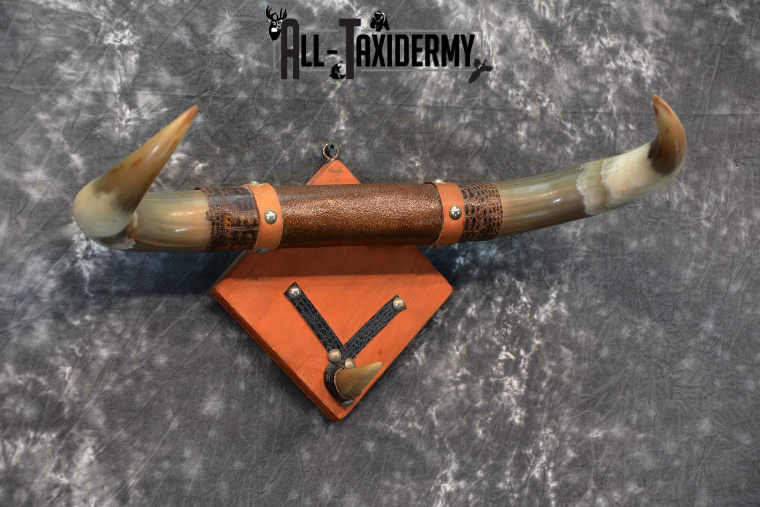 Longhorn bull taxidermy for sale SKU 1134 - Image 3