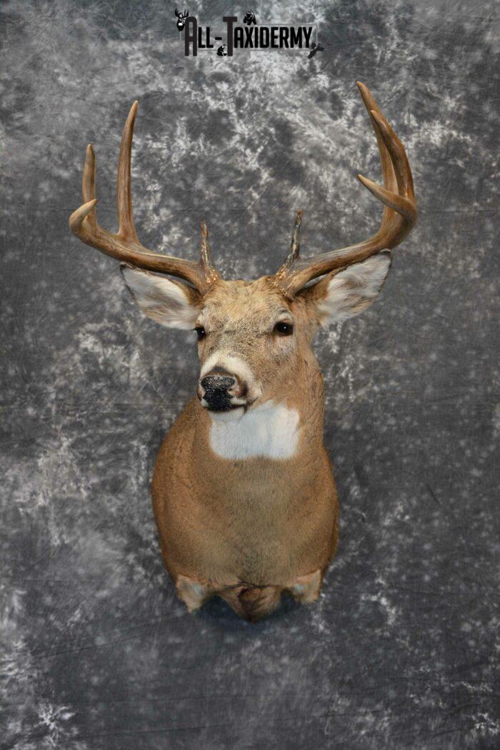 mounted deer head taxidermy