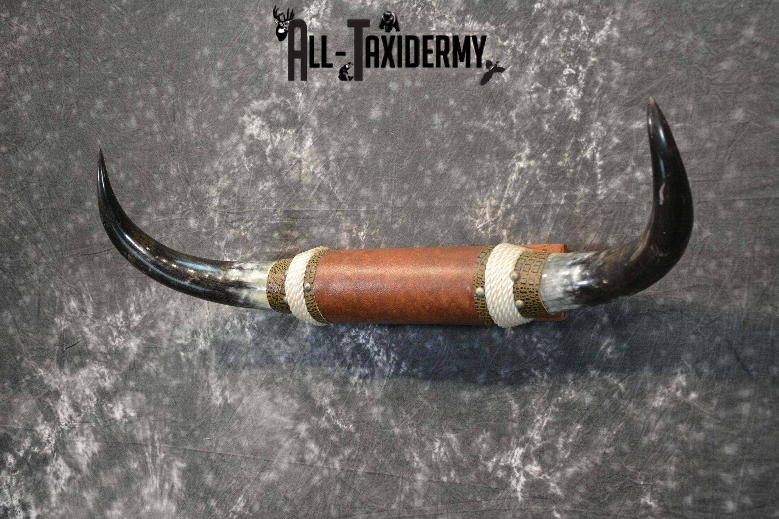 Longhorn bull taxidermy for sale SKU 1135 - Image 3