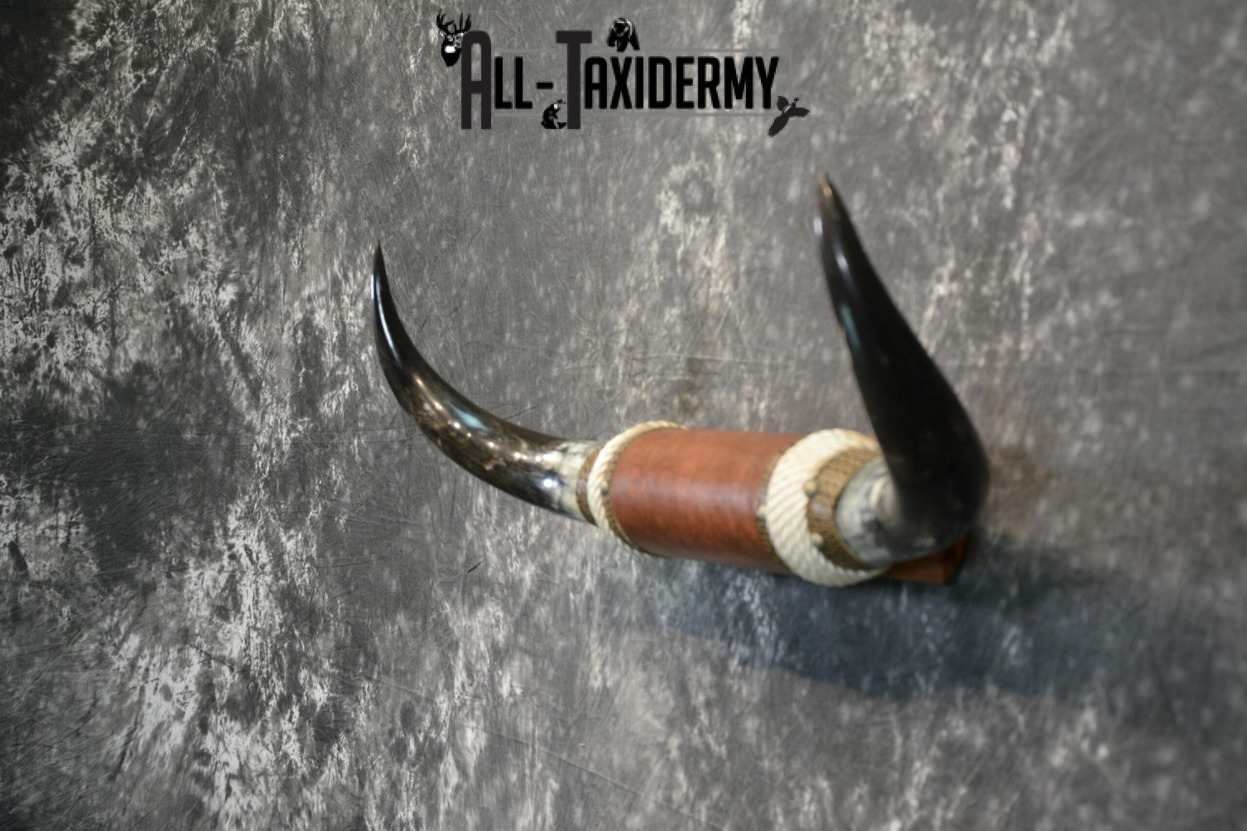 Longhorn bull taxidermy for sale SKU 1135 - Image 4