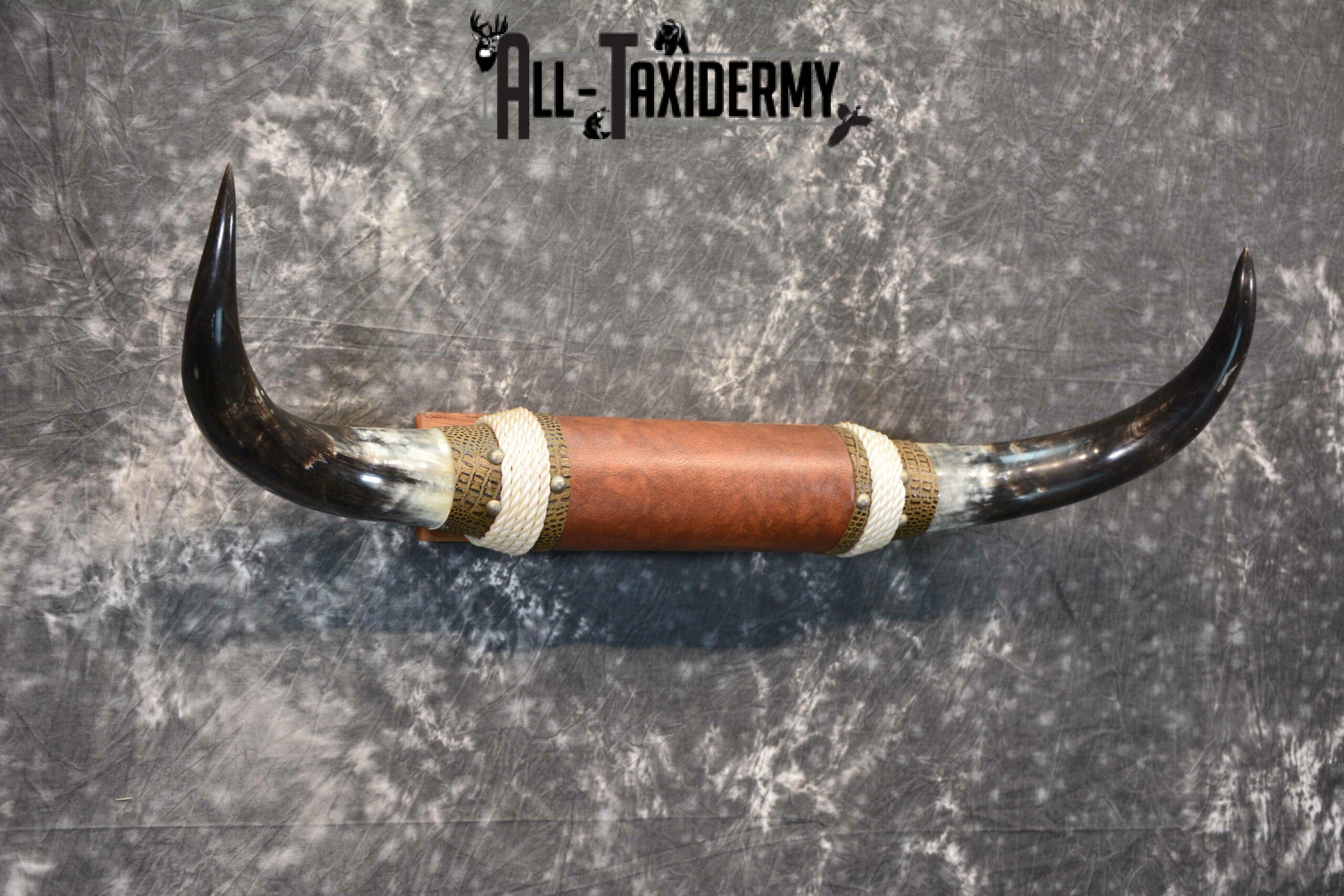 Longhorn bull taxidermy for sale SKU 1135 - Image 5