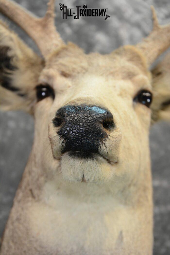 mule deer taxidermy