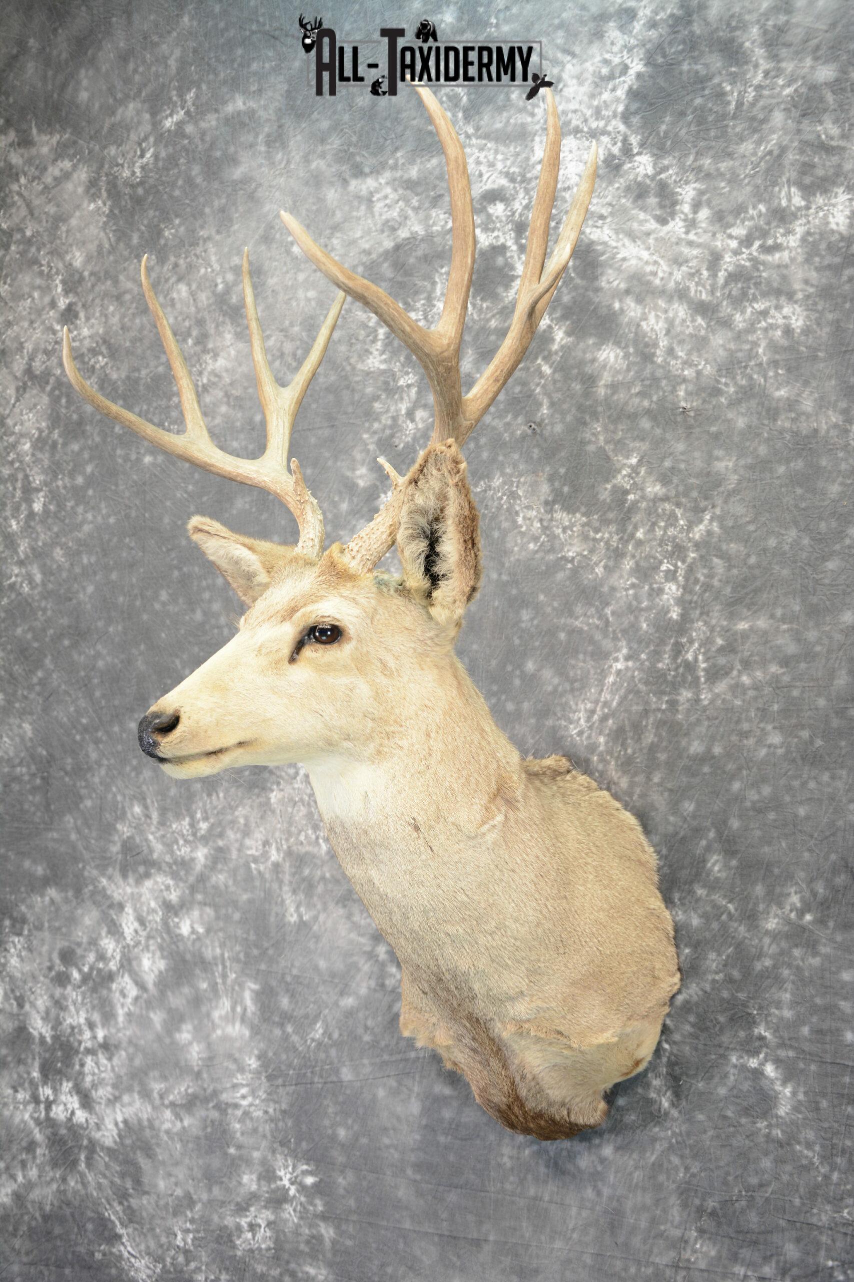 Mule Deer Taxidermy for Sale SKU 1089 - Image 3