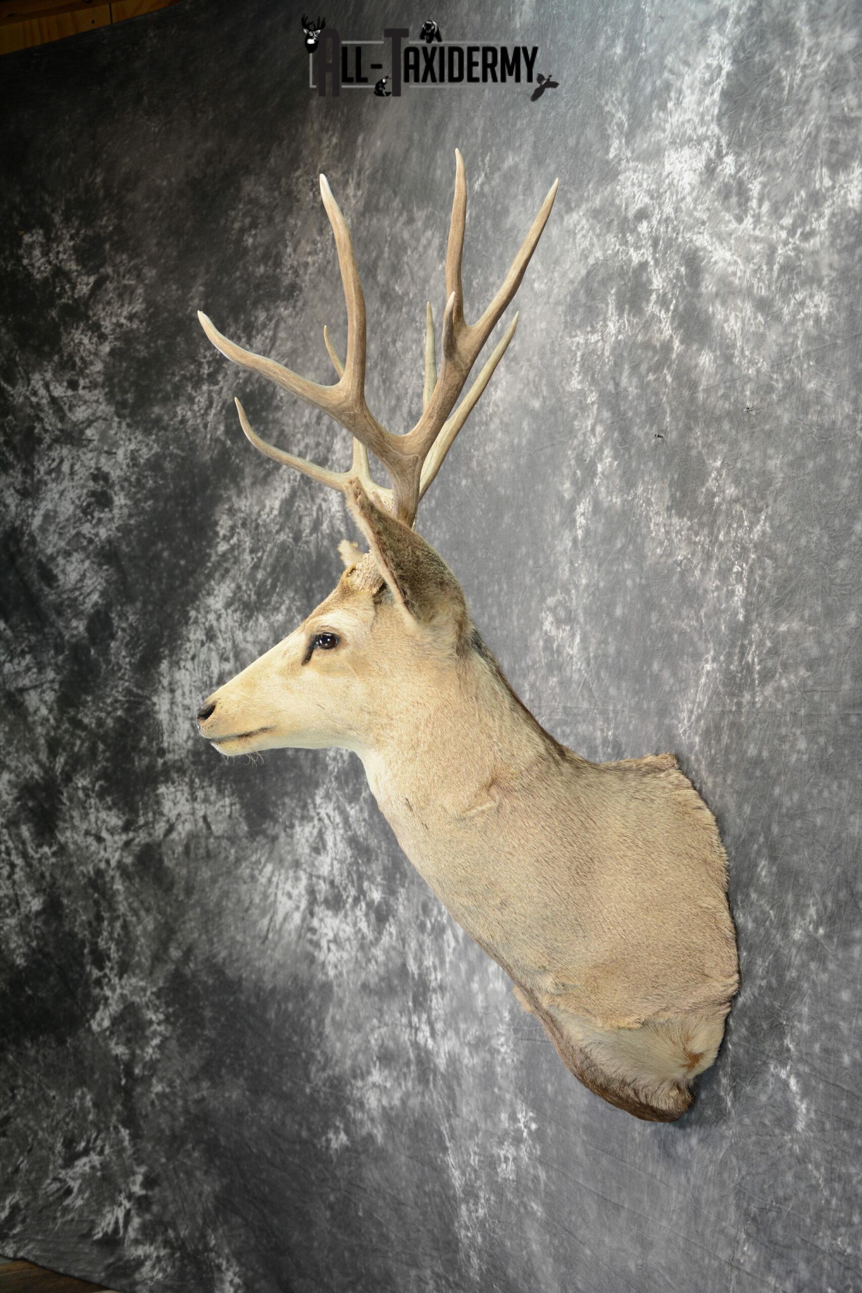 Mule Deer Taxidermy for Sale SKU 1089 - Image 4