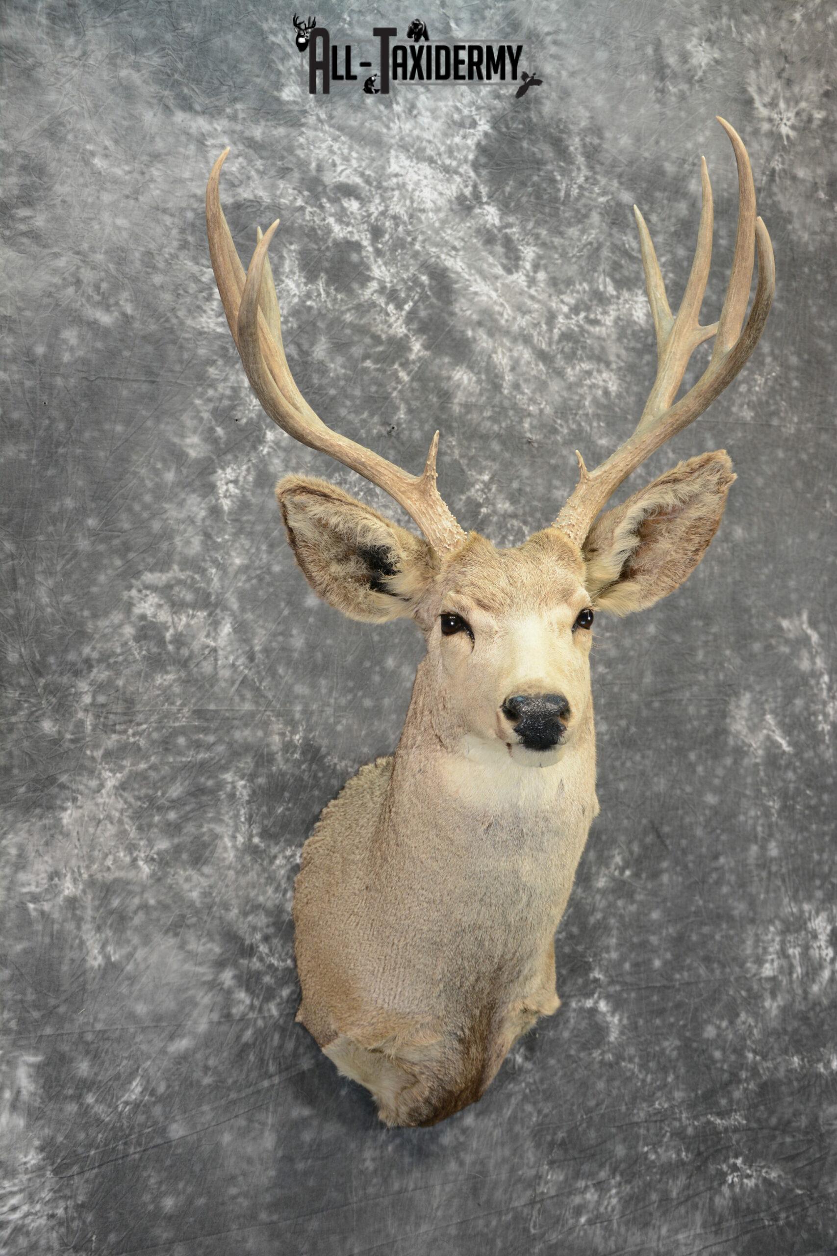 Mule Deer Taxidermy for Sale SKU 1089 - Image 5