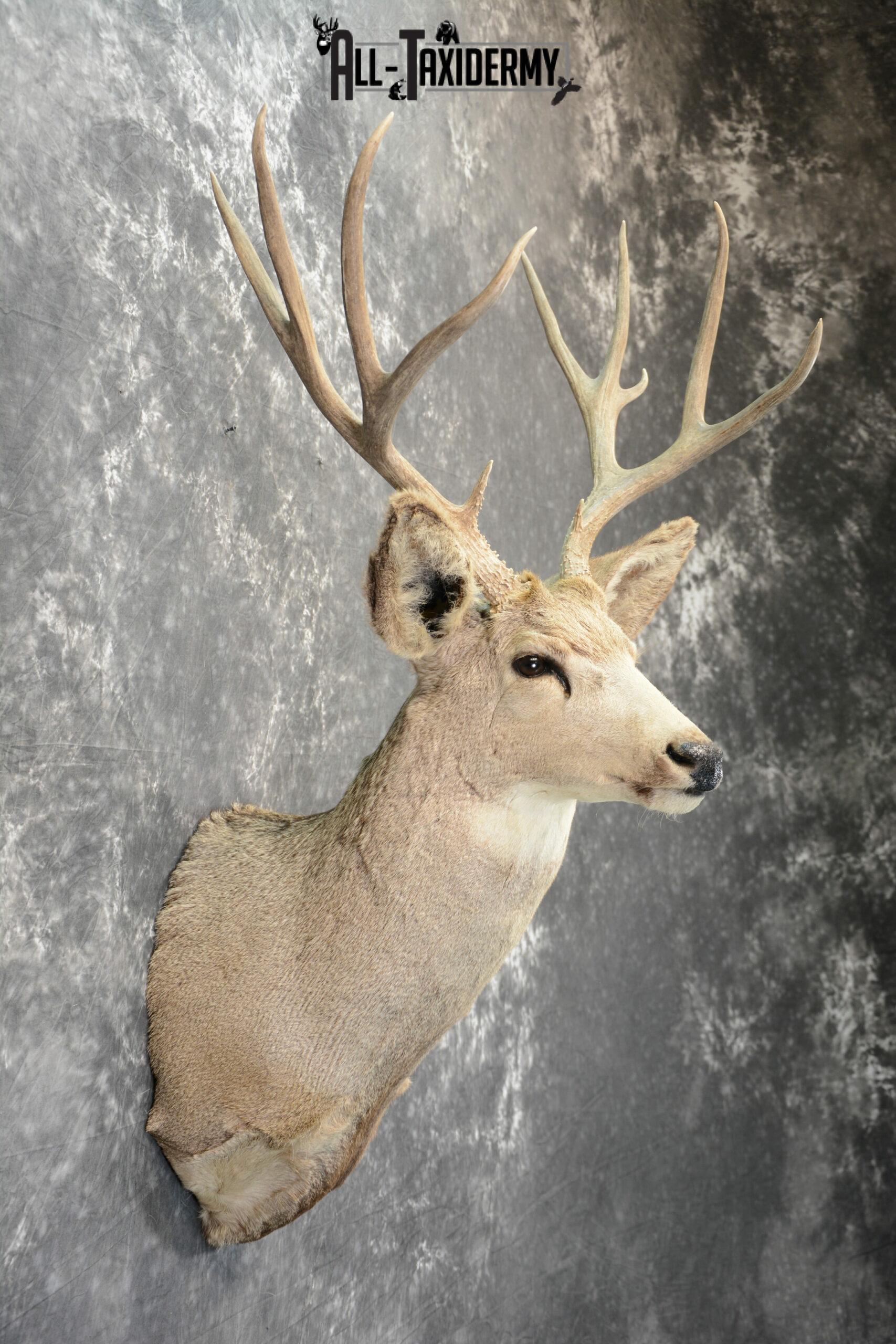 Mule Deer Taxidermy for Sale SKU 1089 - Image 6