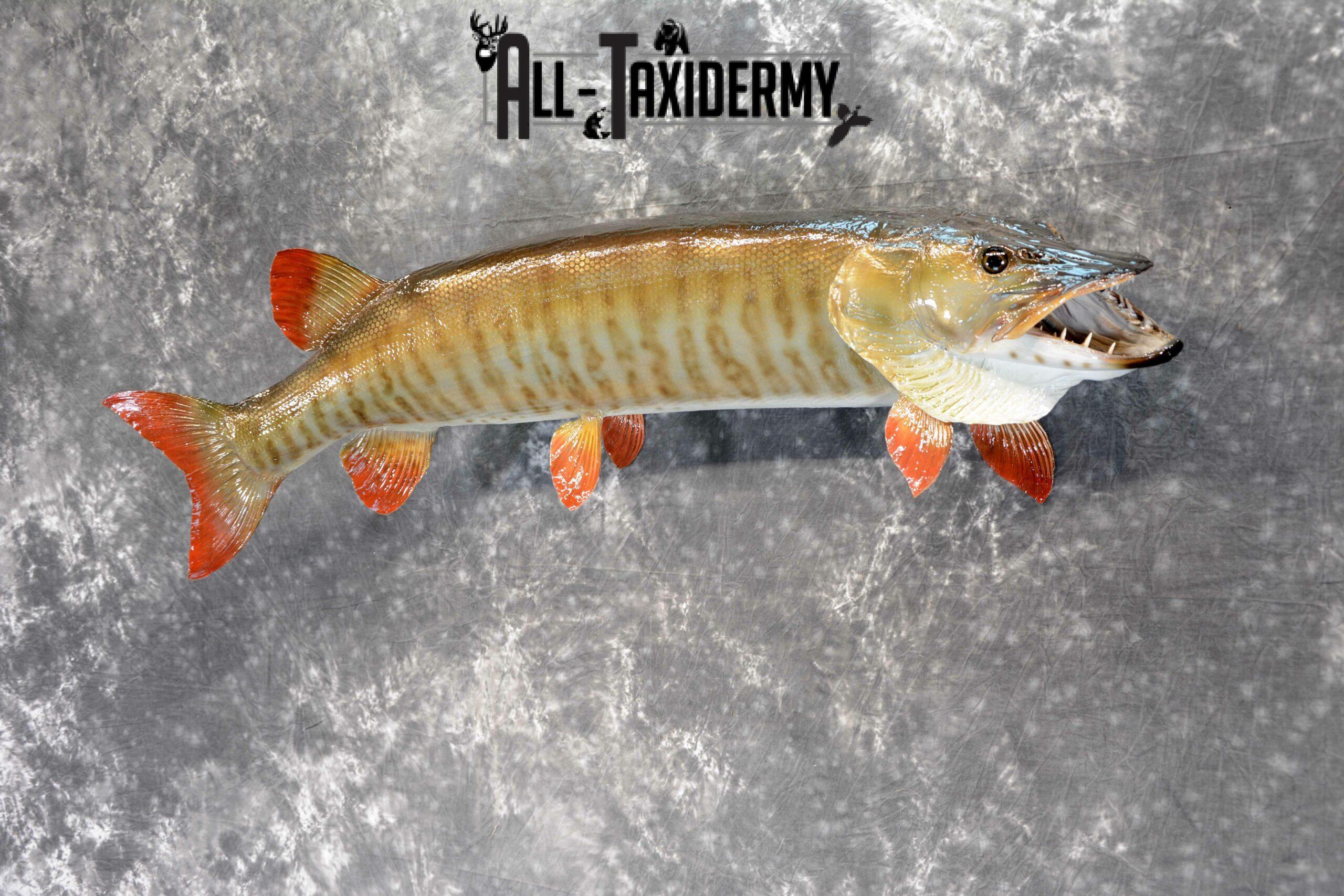 Musky Taxidermy mount for Sale SKU 1049 - Image 3