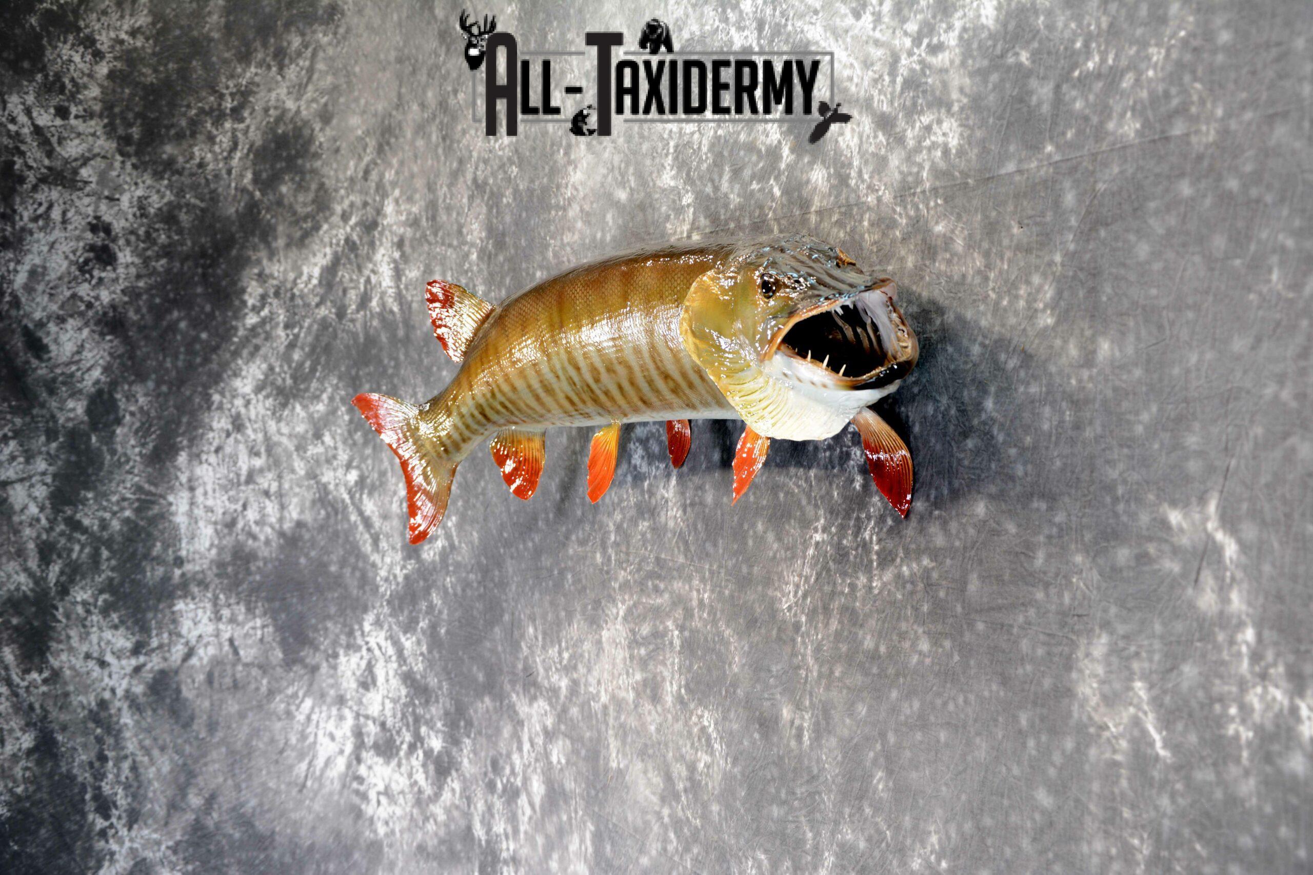 Musky Taxidermy mount for Sale SKU 1049 - Image 4