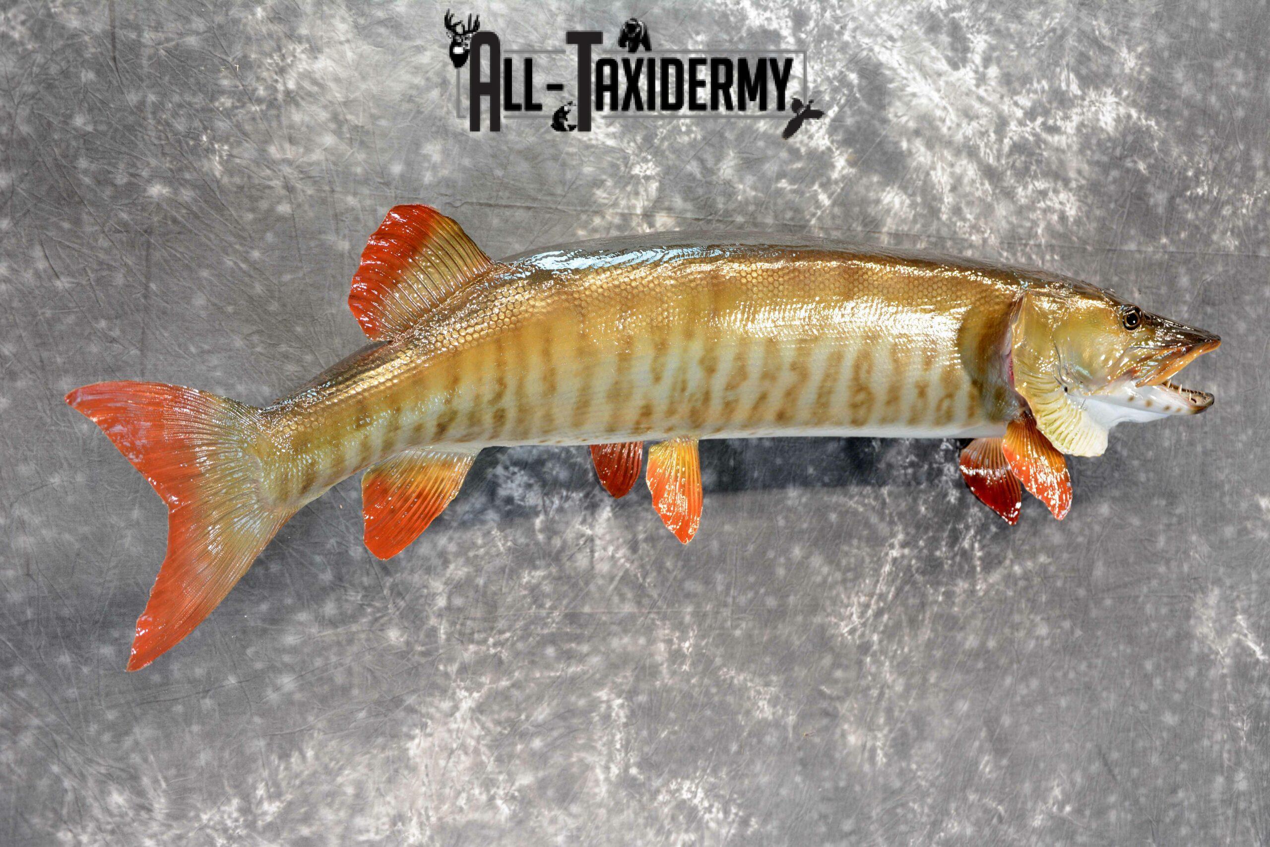 Musky Taxidermy mount for Sale SKU 1049 - Image 5