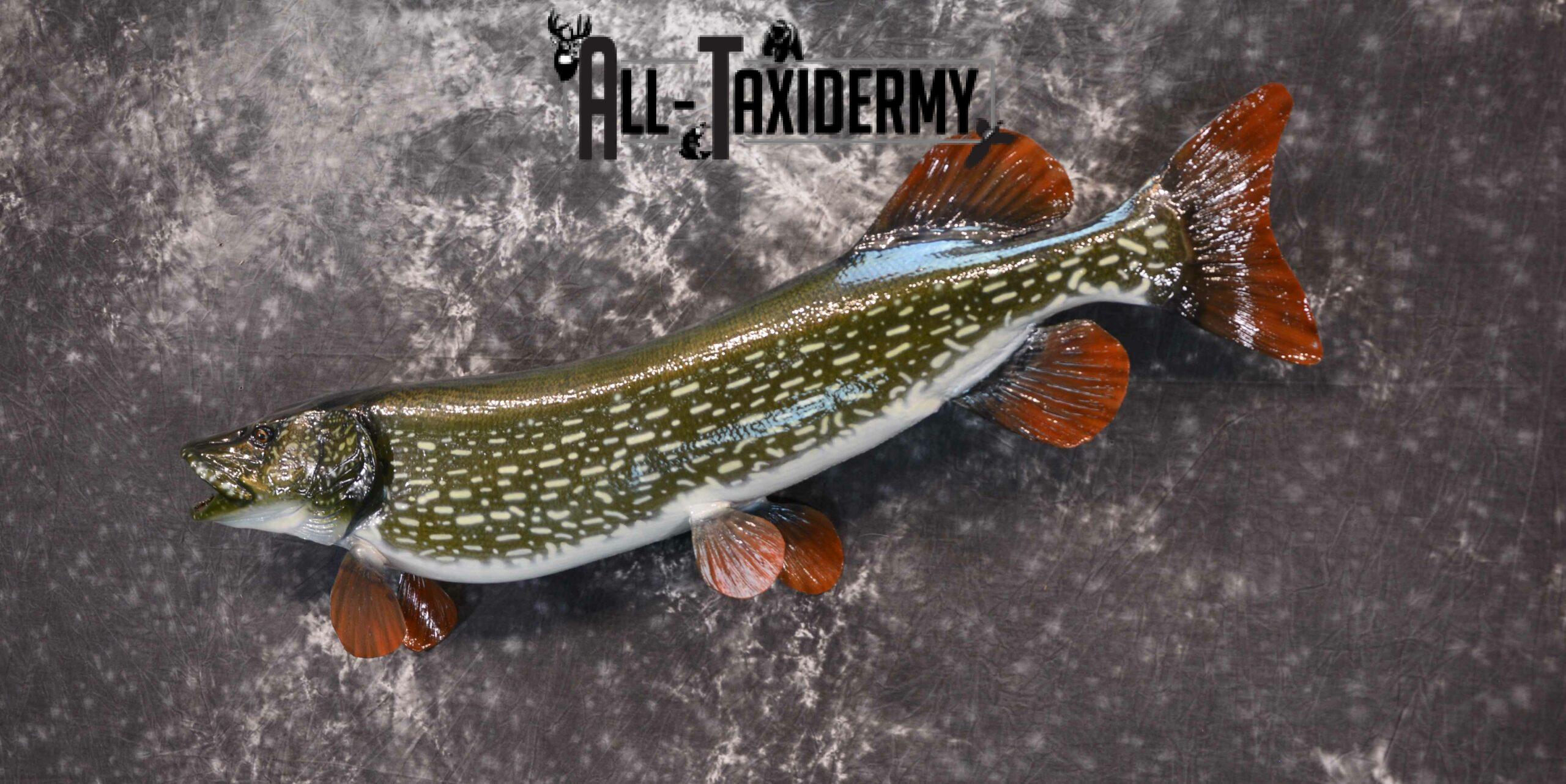 Northern Pike Taxidermy for Sale SKU 1168 - Image 3