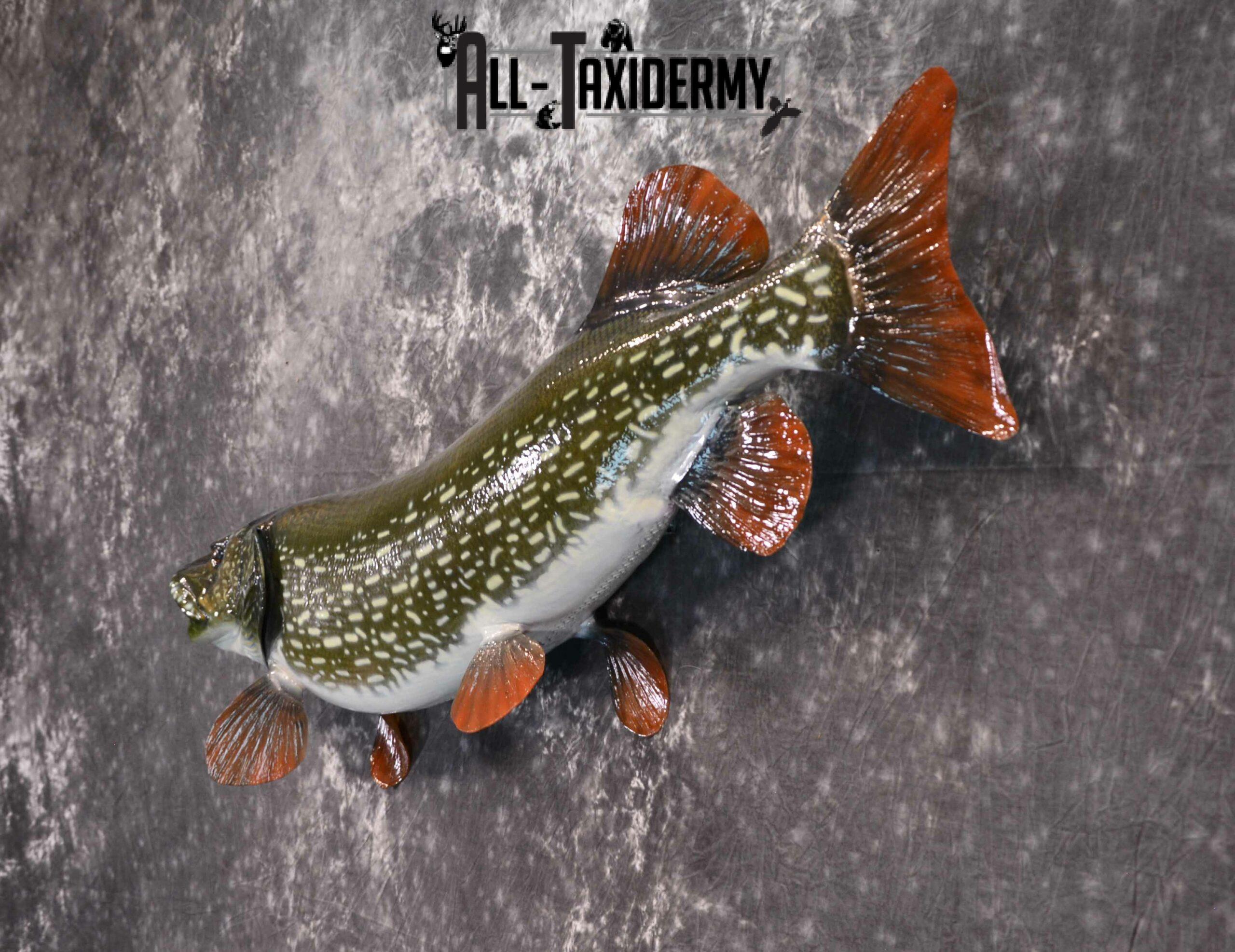Northern Pike Taxidermy for Sale SKU 1168 - Image 4