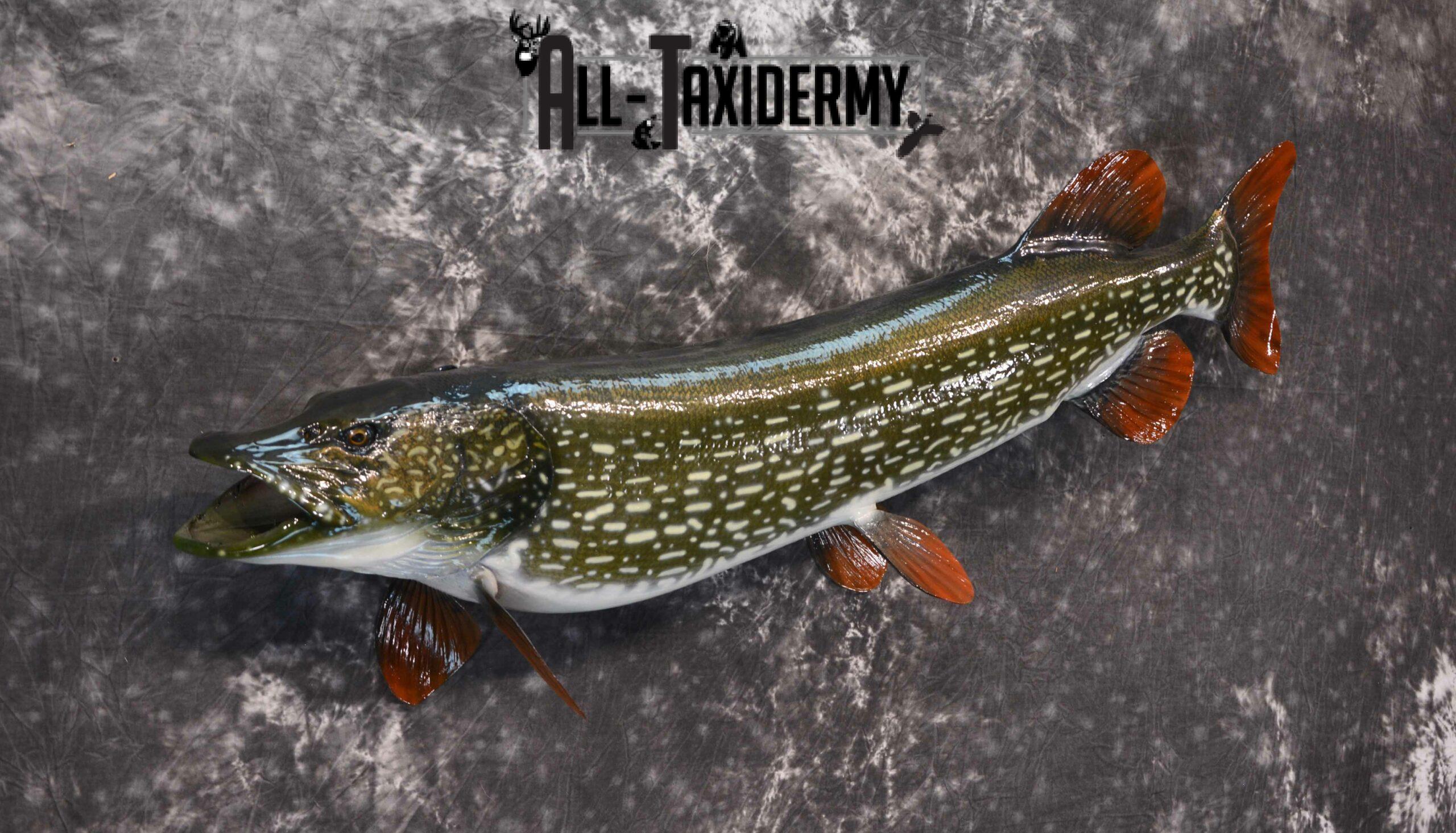 Northern Pike Taxidermy for Sale SKU 1168 - Image 5