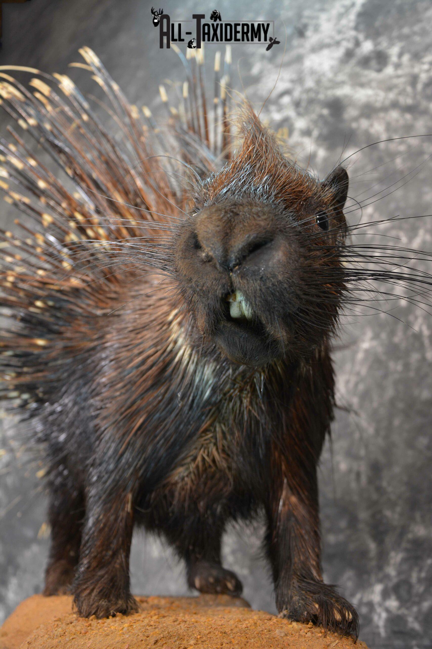 porcupine taxidermy