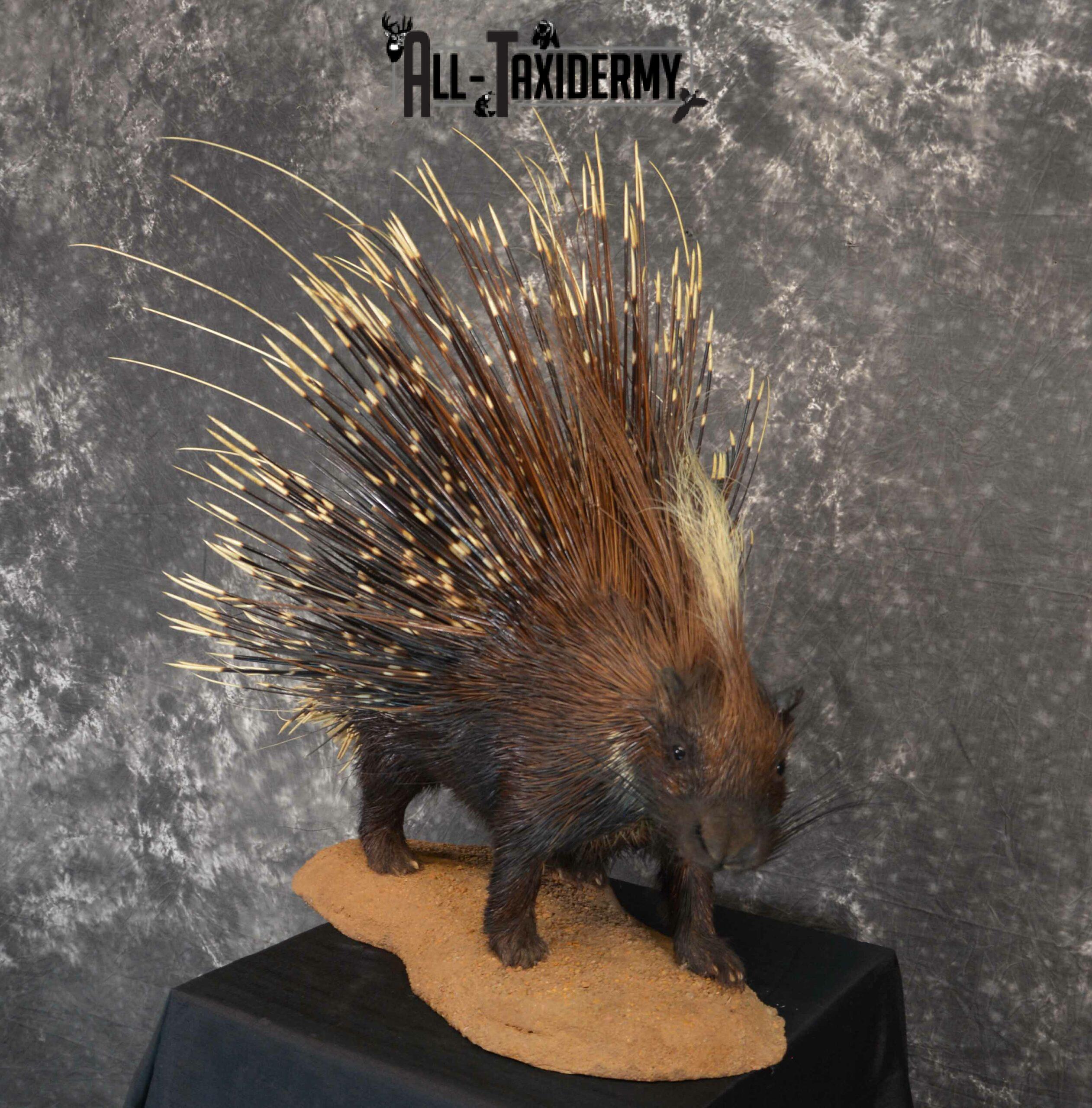 African Crested Porcupine taxidermy mount for sale SKU 1138 - Image 4