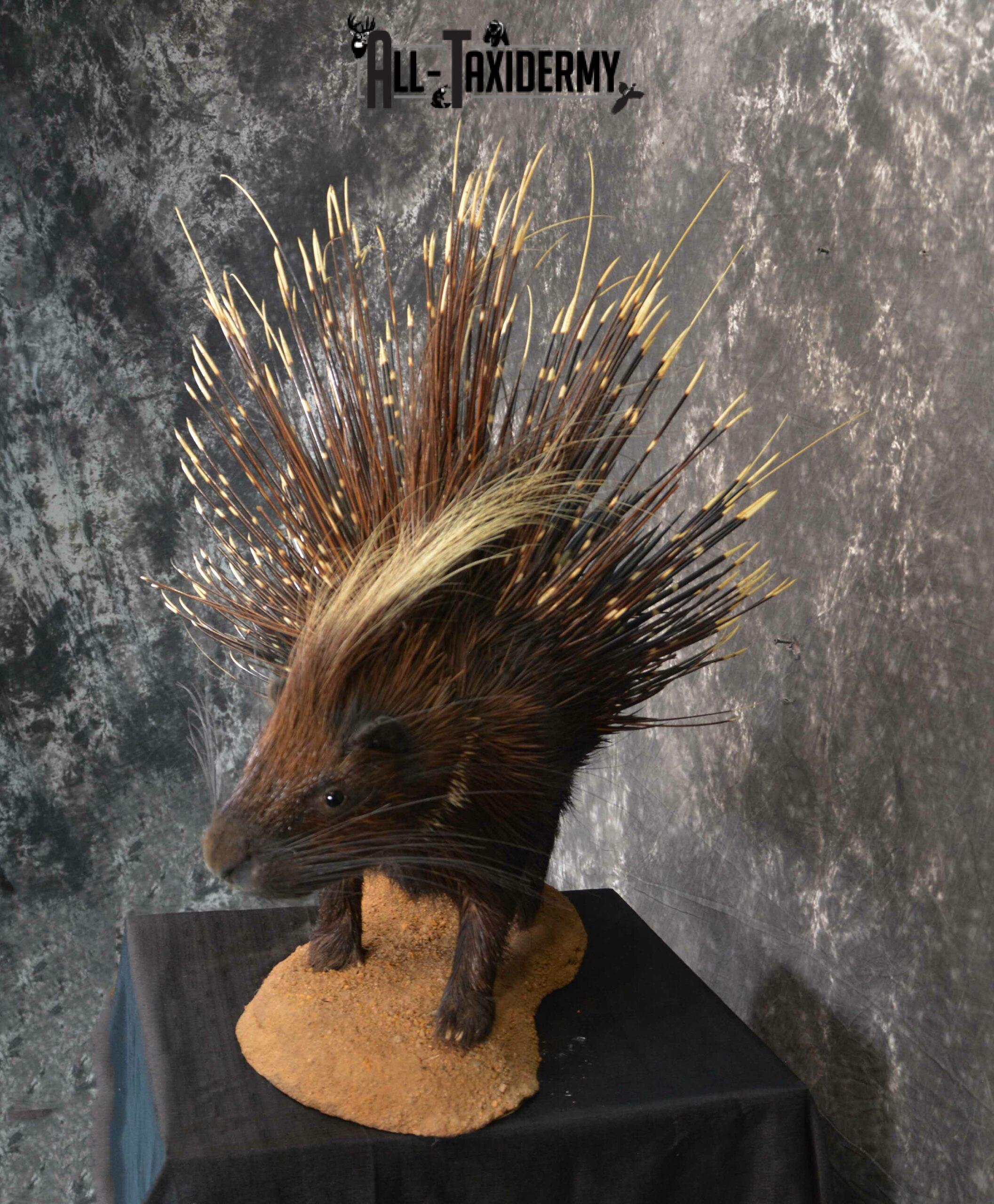 African Crested Porcupine taxidermy mount for sale SKU 1138 - Image 5